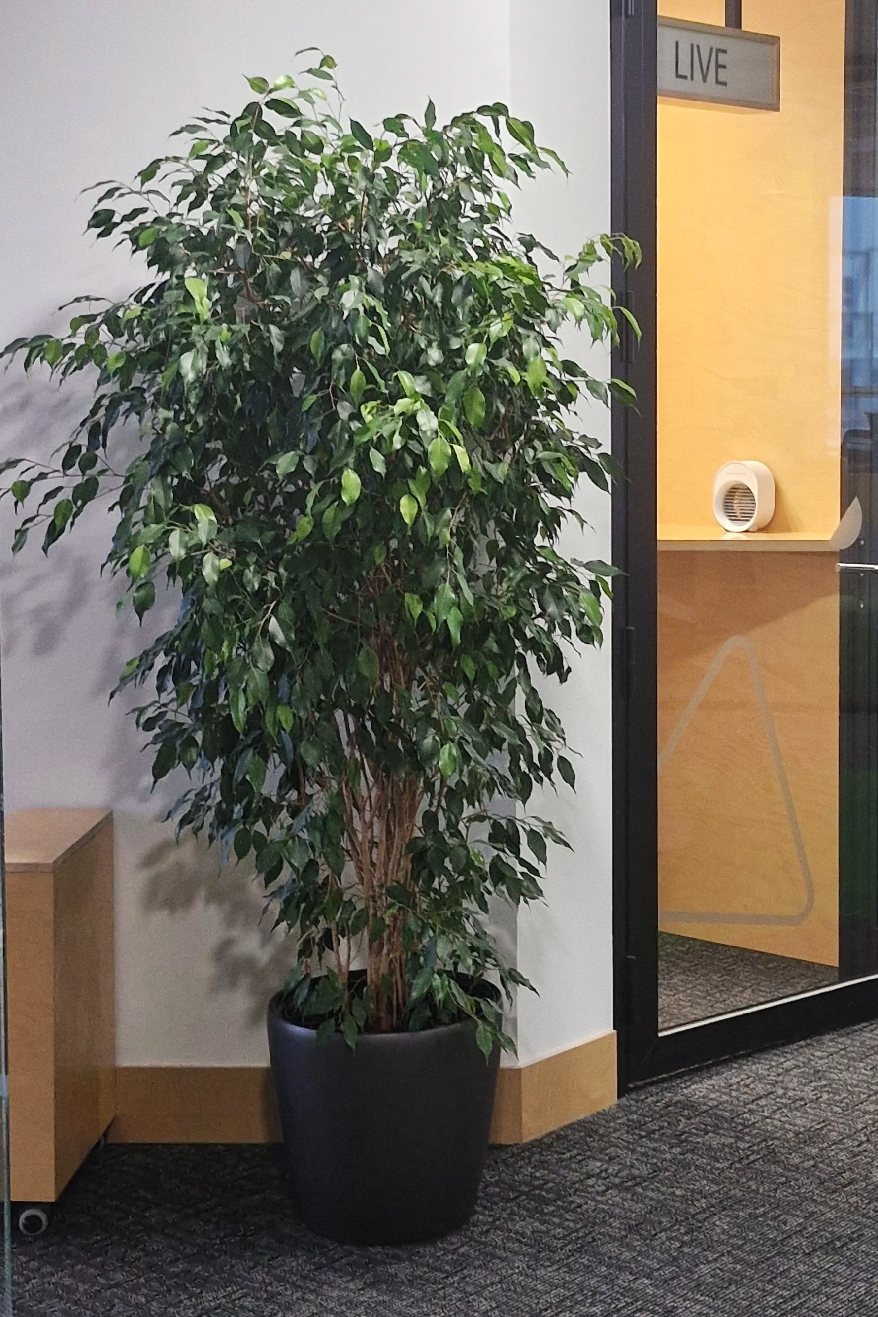 Une grande plante verte en pot noir à l'intérieur d'un bâtiment, près d'une porte en verre avec un panneau 'LIVE' visible. Le sol est en moquette sombre. À gauche, une petite table en bois clair