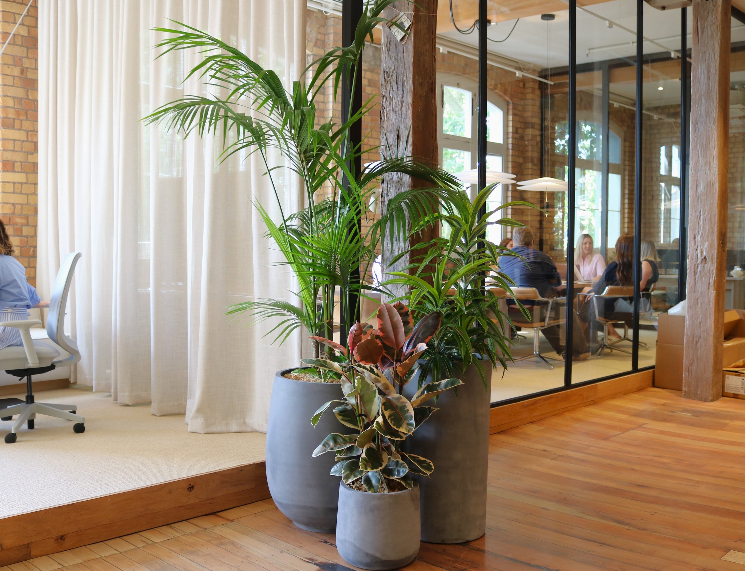 Intérieur d'un espace de travail lumineux avec un grand pot de plantes vertes près d'une cloison en verre et de grandes fenêtres laissant entrer la lumière naturelle.