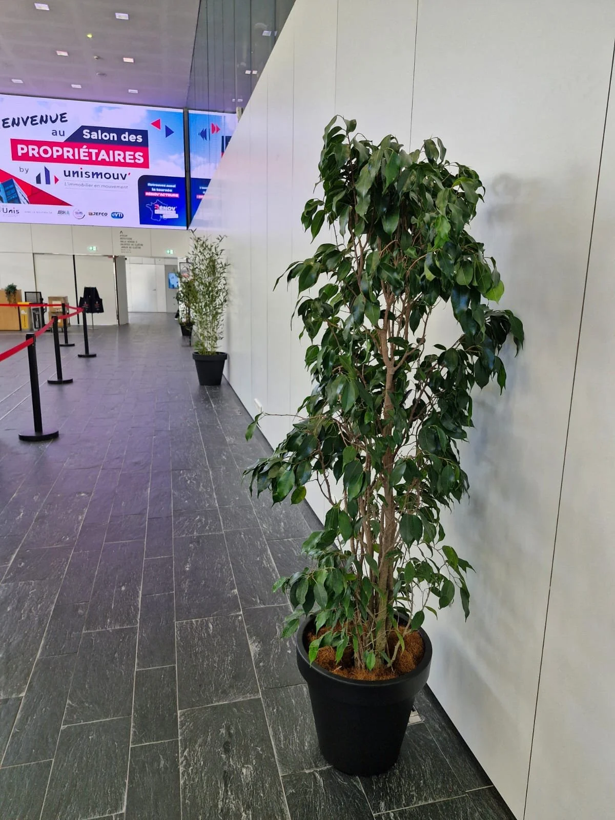 Une plante verte en pot noir dans un hall d'entrée d'un bâtiment, avec des panneaux d'affichage numériques et des barrières rouge