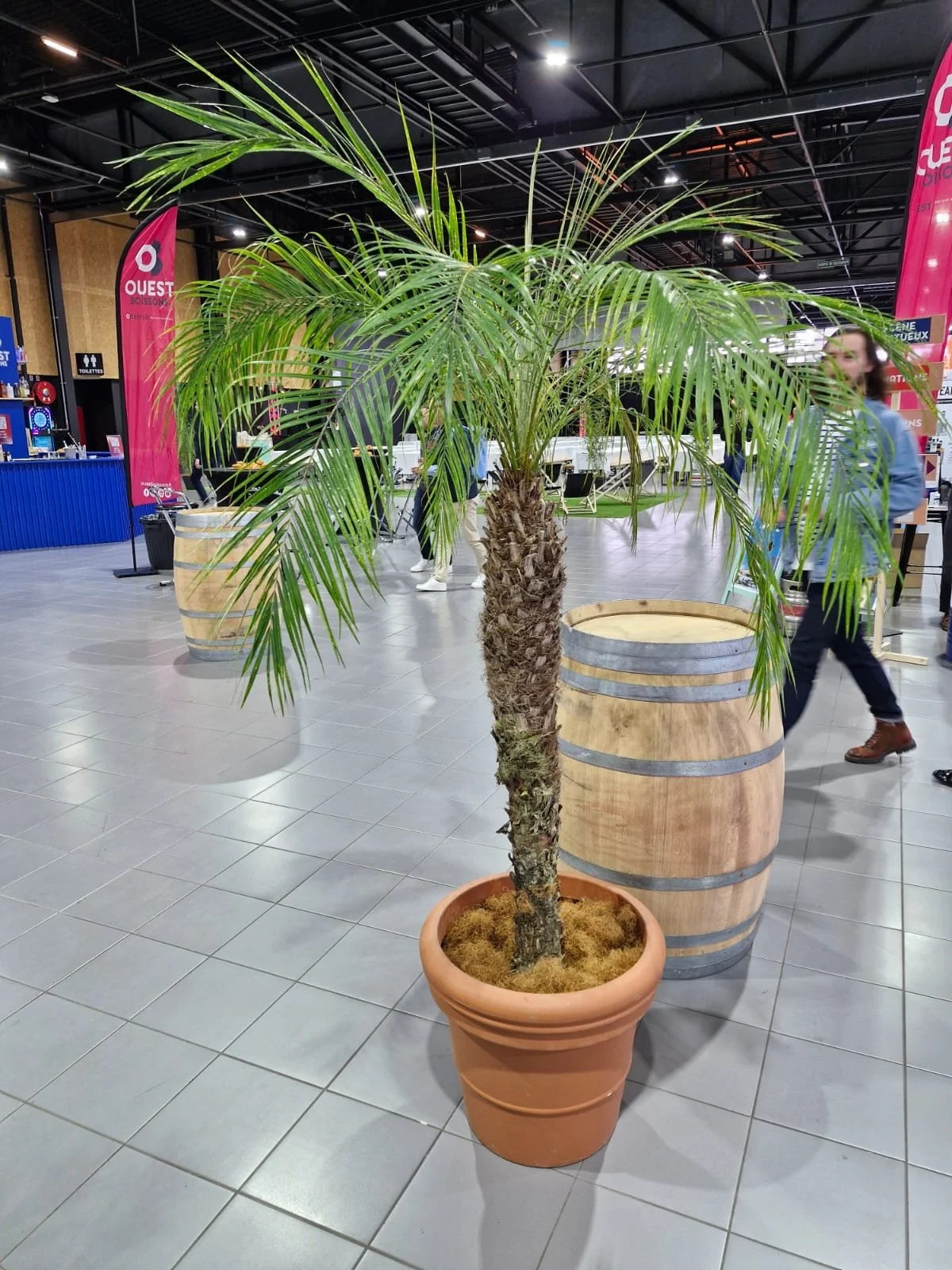 Une plante palmier en pot dans un centre commercial, avec des peupliers et des barriques en bois en arrière-plan.