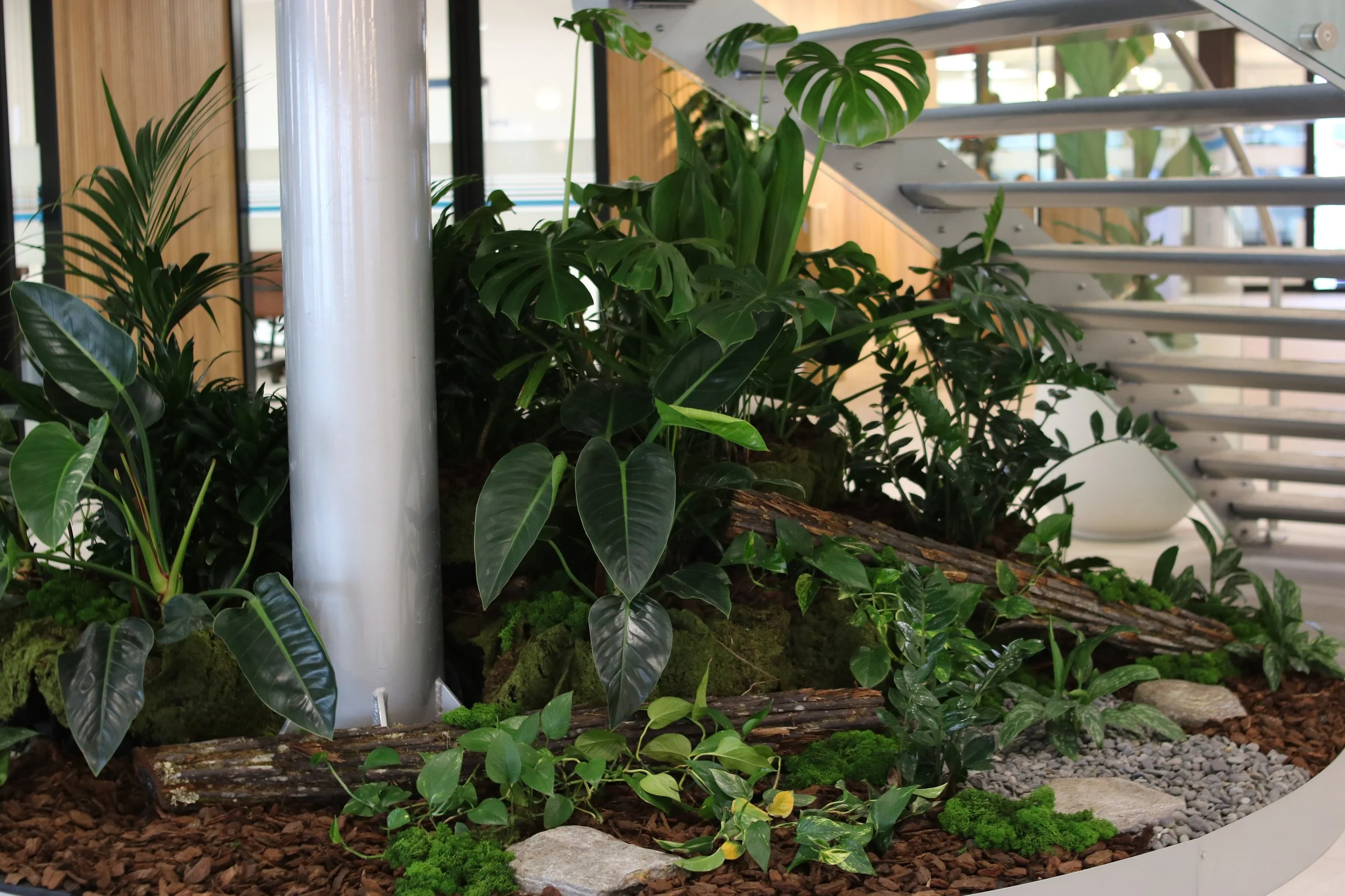 Plante verte intérieure dans un espace moderne avec escaliers en métal, murs en bois, et grande fenêtre laissant entrer la lumière naturelle.