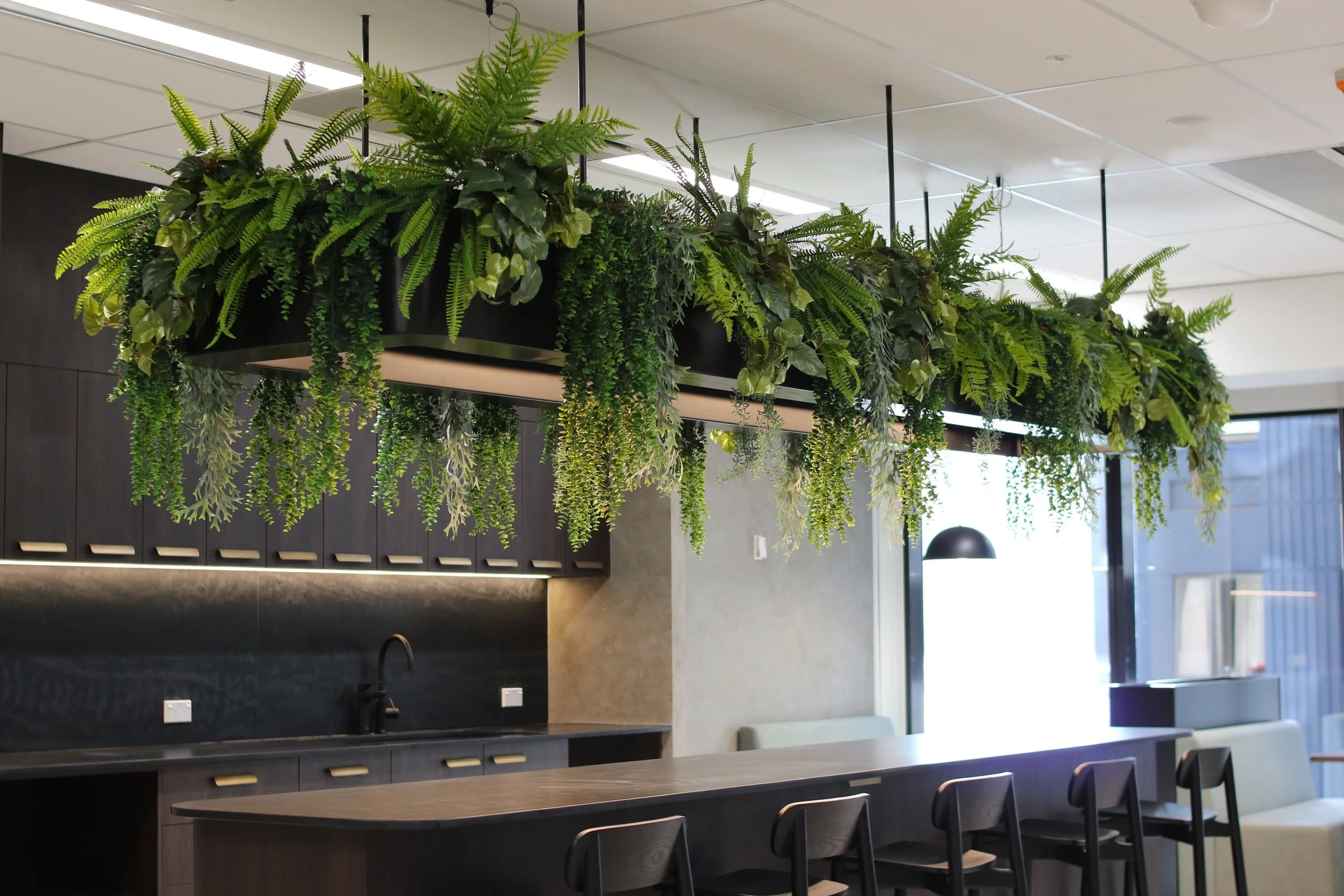 Un lustre suspendu avec des plantes vertes comme des fougères suspendues au plafond dans une cuisine moderne, avec un comptoir noir, des placards en bois foncé et une grande fenêtre laissant entrer la lumière naturelle.