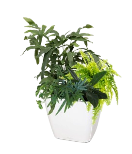Une plante d'intérieur mix fougères dans un pot blanc.