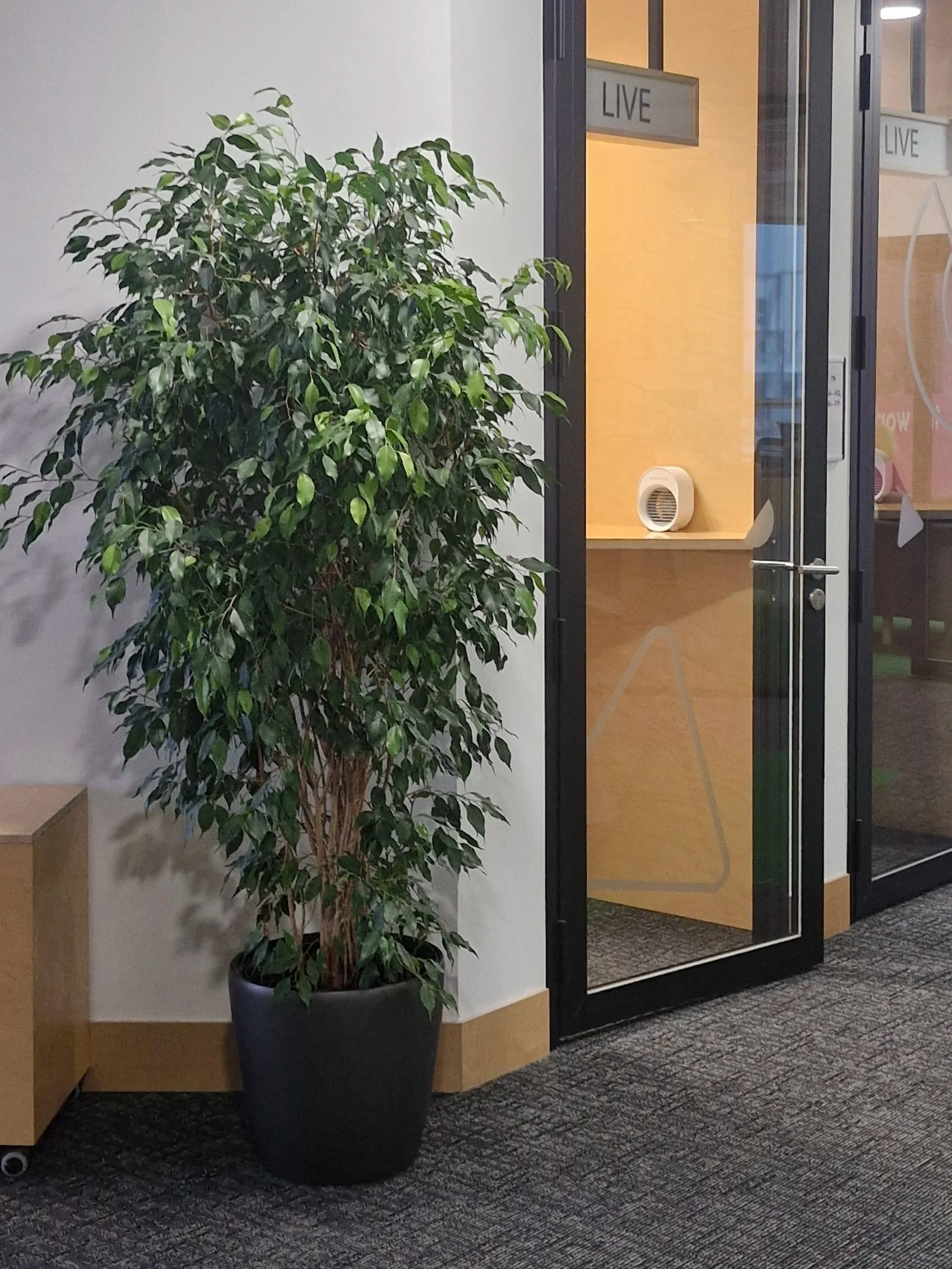 Une grande plante verte en pot noir à côté d'une porte en verre avec une signalisation 'LIVE' à l'intérieur d'un bâtiment. Le sol est recouvert de tapis gris foncé avec un motif tissé.