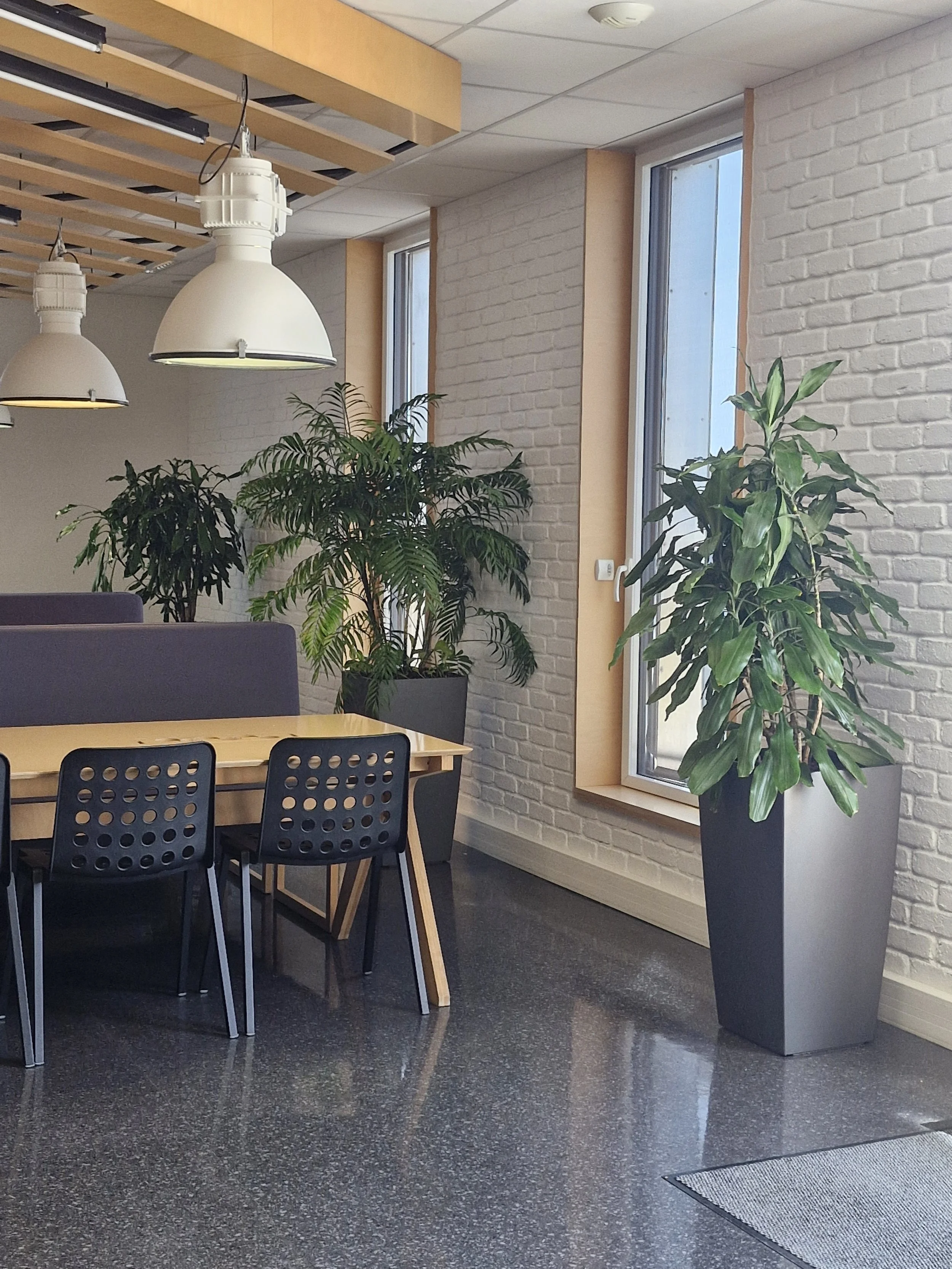 Une salle de réunion ou un espace de travail avec des plantes vertes, des tables en bois et des chaises en plastique noire, éclairée par des lampes suspendues au plafond et une grande fenêtre laissant entrer la lumière naturelle.
