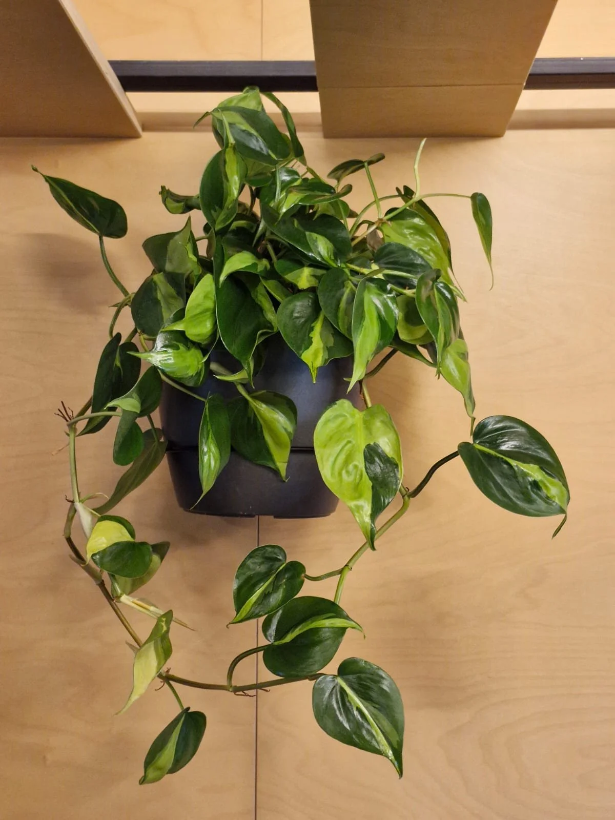 Plante d'intérieur à feuilles vertes dans un pot noir sur une table en bois.