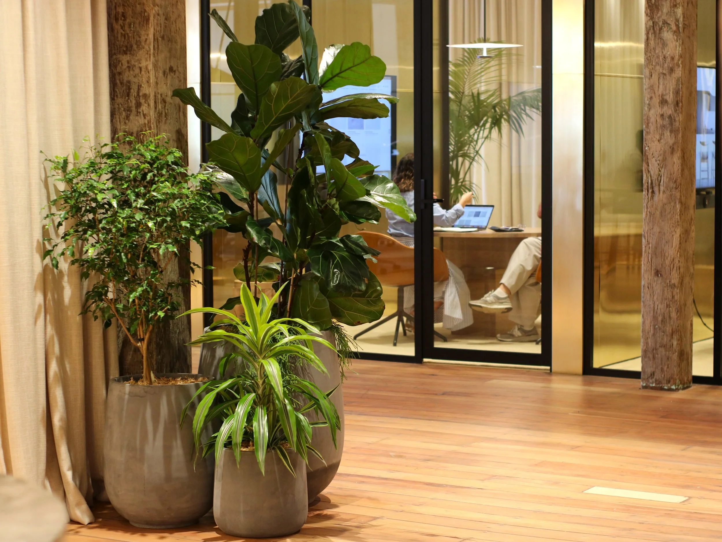 des plantes vertes dans de grands pots en céramique, vues à travers une porte en verre, dans un espace intérieur avec sol en bois et murs en bois et en pierre.