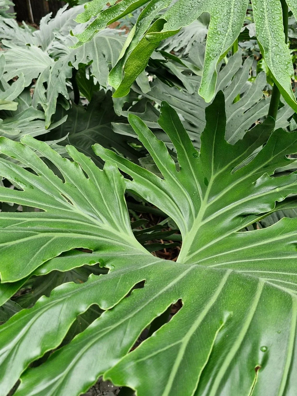 Feuilles de plante tropicale, certaines avec des gouttes d'eau, grandes, découpées en lobes pointus.