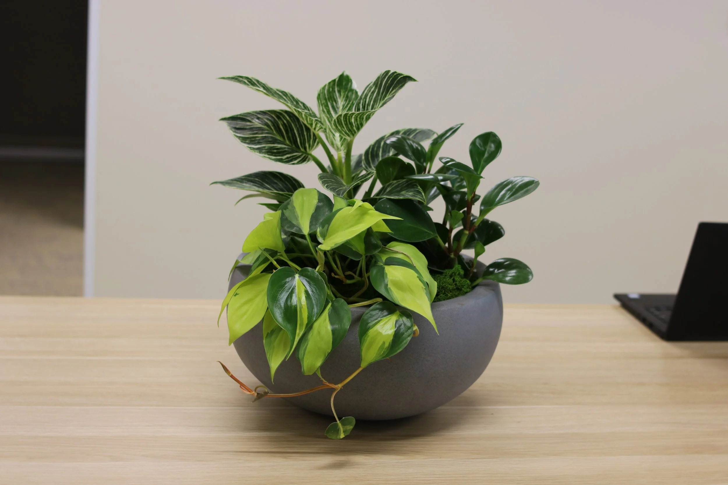 Un vase gris contenant plusieurs plantes à feuilles vertes, placées sur une table en bois claire, avec un mur beige en arrière-plan.