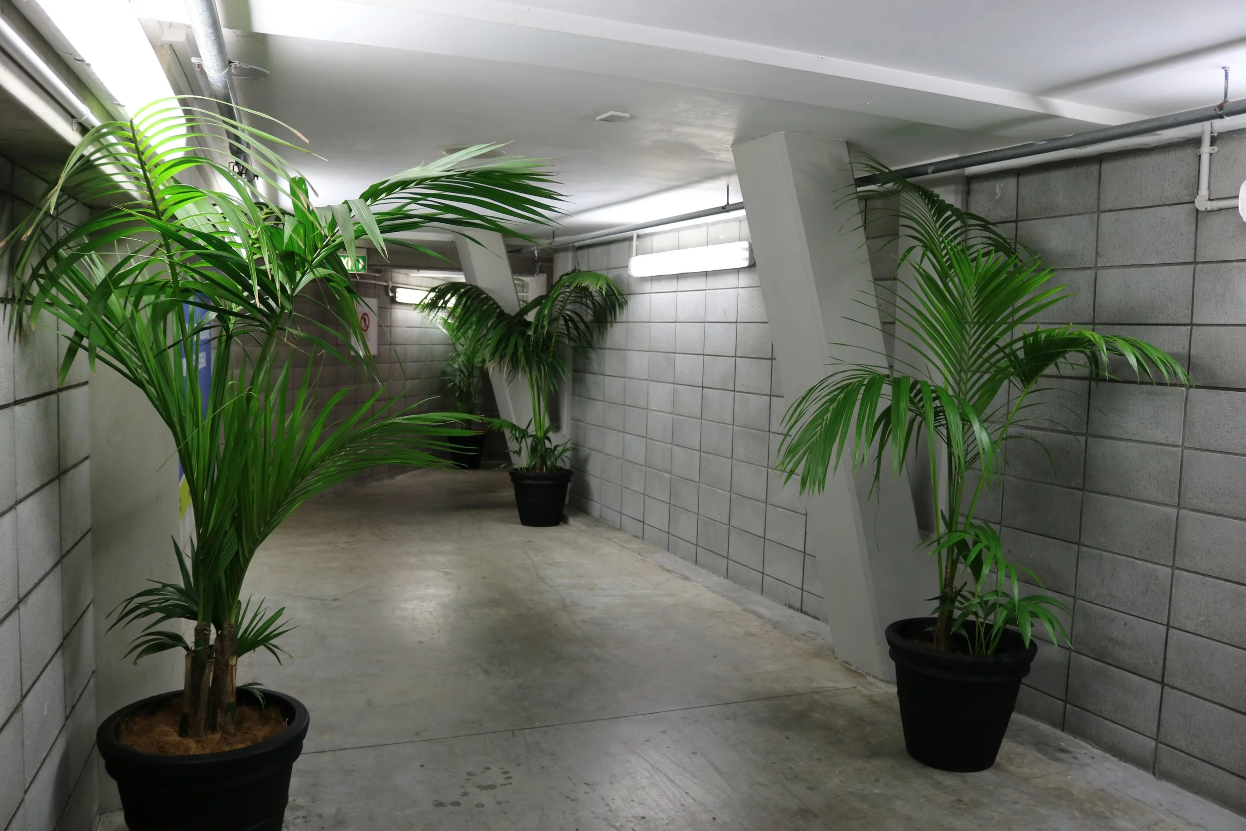 Palmiers en pots dans un couloir souterrain avec murs en briques et éclairage fluorescent.