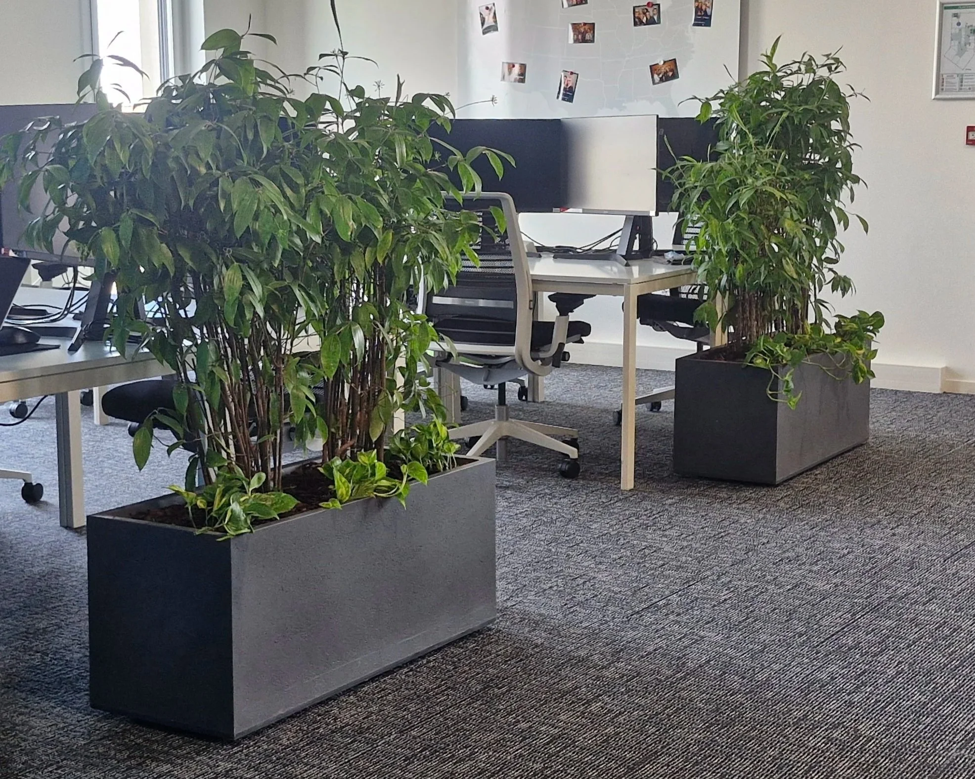 Deux grands pots de plantes vertes dans un bureau moderne avec des bureaux et des chaises, affichant des photos au mur.