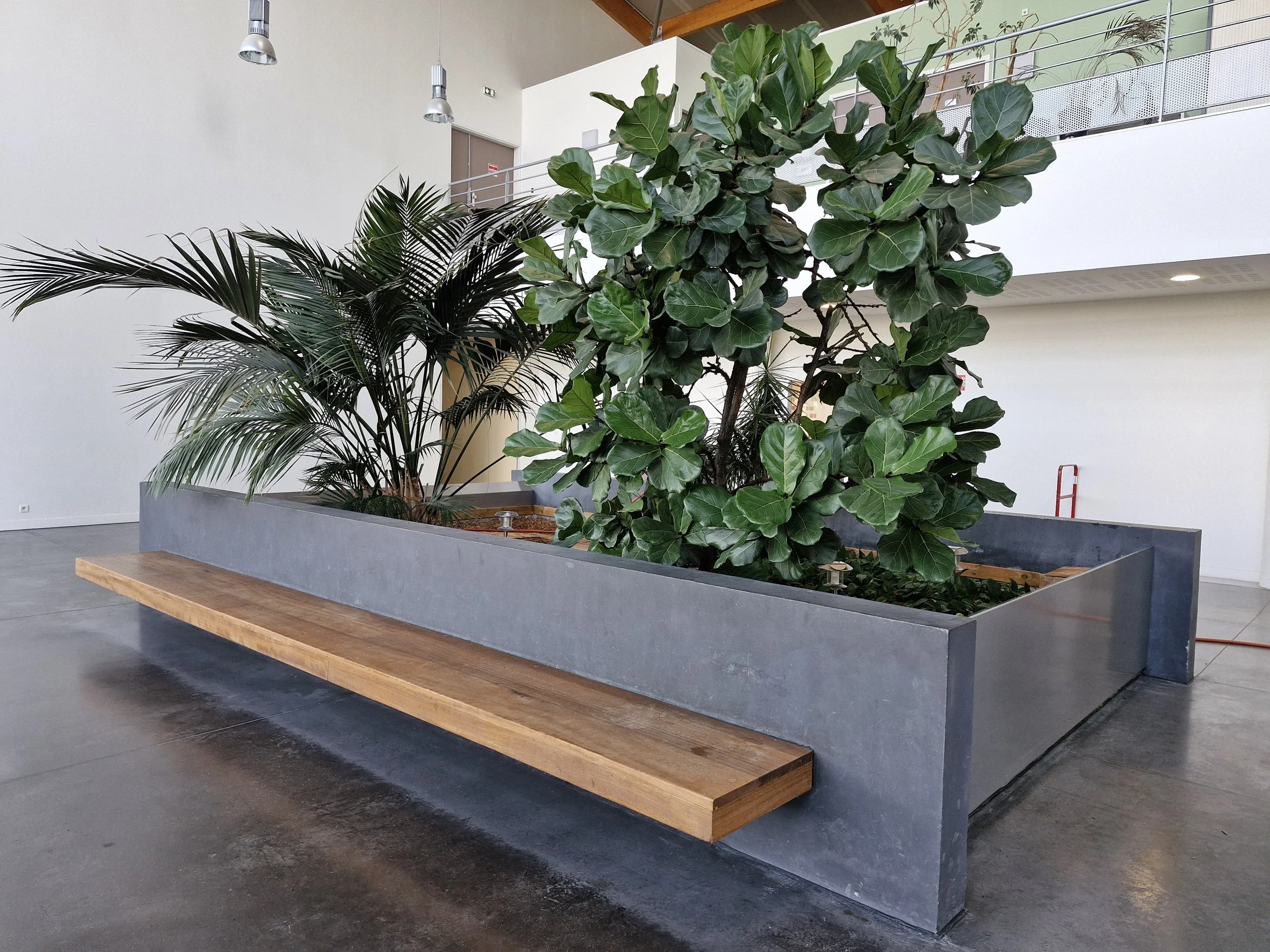 Intérieur moderne avec une grande jardinière contenant des plantes vertes luxuriantes, notamment un ficus et une fougère, dans un espace lumineux avec plafond haut et éclairage suspendu.