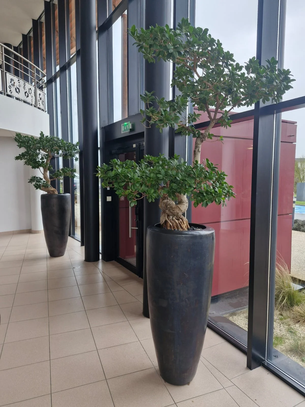 Deux grands pots noirs contenant des bonsaïs dans un intérieur moderne avec de grandes fenêtres en verre.