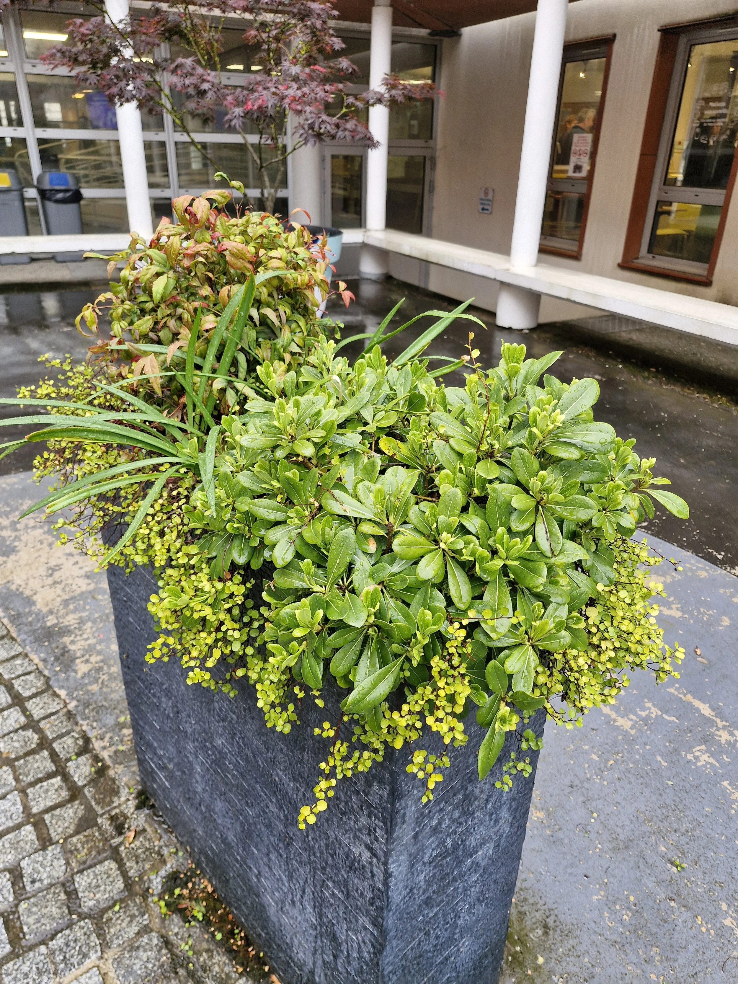 Plante verte et fleurie dans un pot en pierre, située devant un bâtiment avec fenêtres et porte.