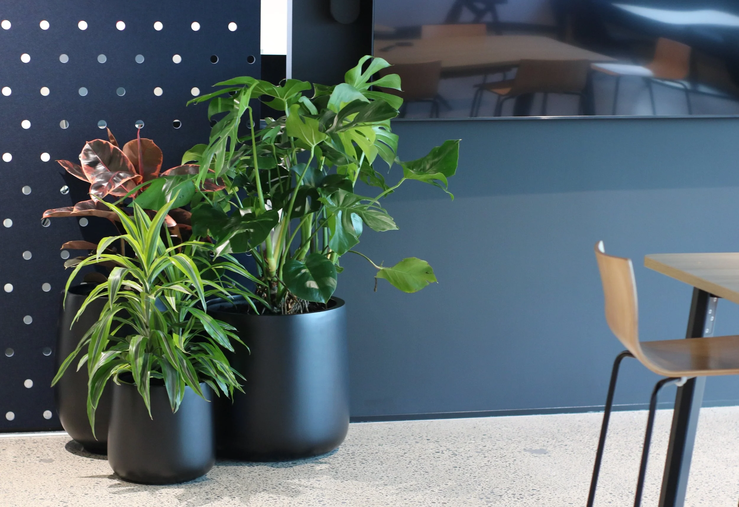 Deux grandes plantes vertes dans des pots noirs dans un espace intérieur moderne avec un mur bleu et un coin de table en bois visible.