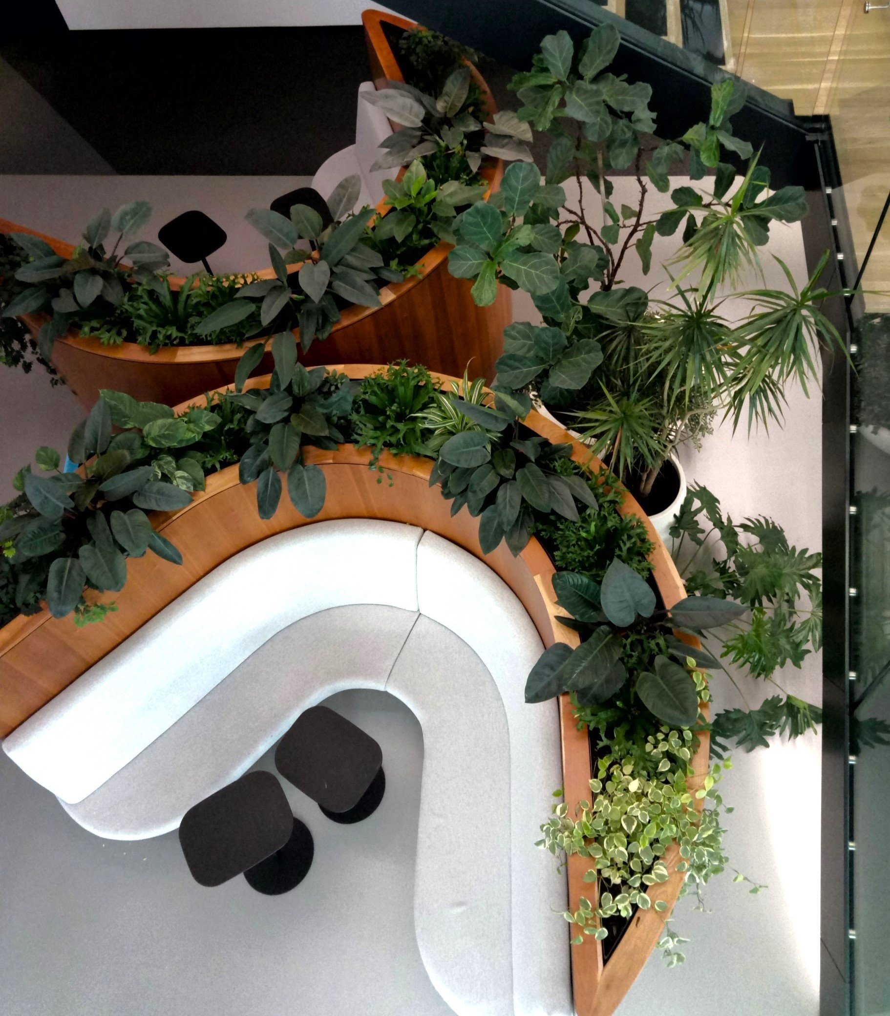 Display d'une installation de plusieurs plantes vertes dans des jardinières en bois, disposées sur une surface, avec une chaise blanche en dessous et un mur en arrière-plan.
