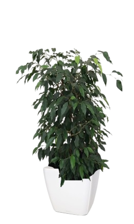 Une plante d'intérieur Ficus dans un pot blanc.