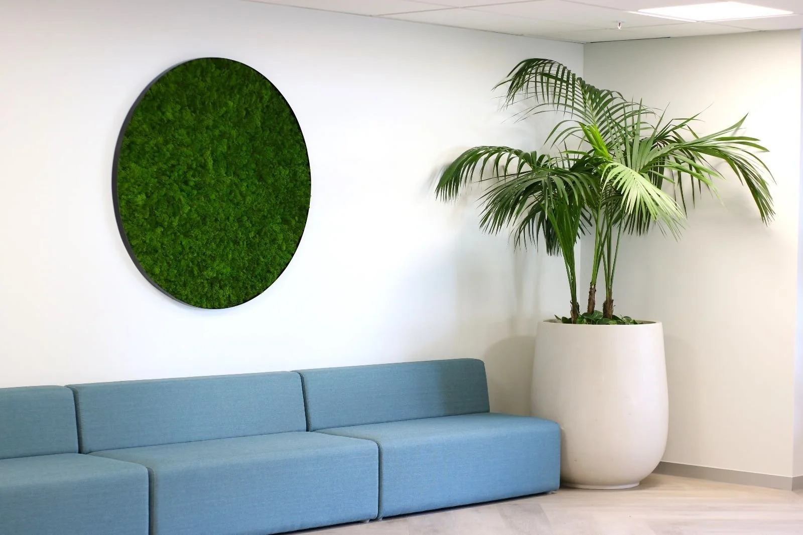 Un coin salon avec un canapé bleu, un mur blanc avec une décorative circulaire en mousse verte et une grande plante verte dans un pot blanc.