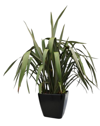 Une plante d'extérieur phormium dans un pot noir.