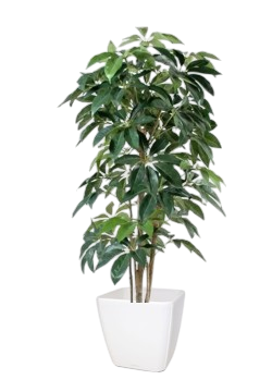Une plante d'intérieur schefflera dans un pot blanc.