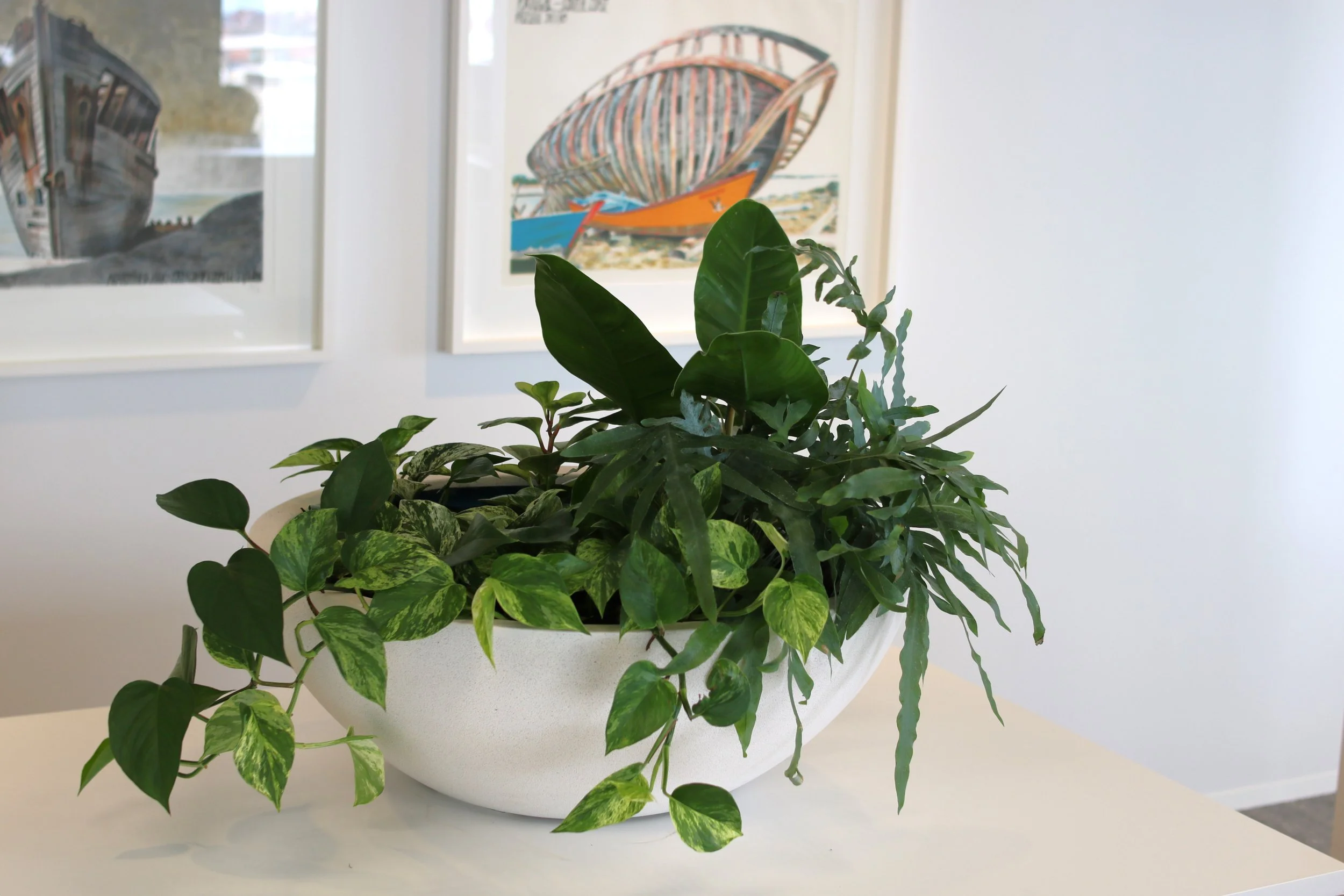 Plante verte en pot blanc sur une table blanche, deux tableaux avec des dessins de bateaux en arrière-plan au mur blanc.