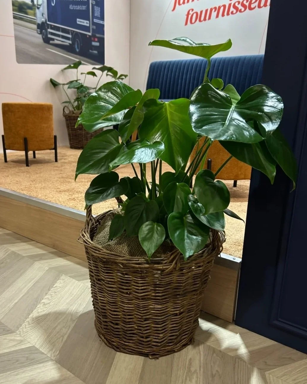 Une plante d'intérieur avec de grandes feuilles vertes brillantes dans un panier en osier, placée dans un espace intérieur avec des fauteuils et un tapis beige.