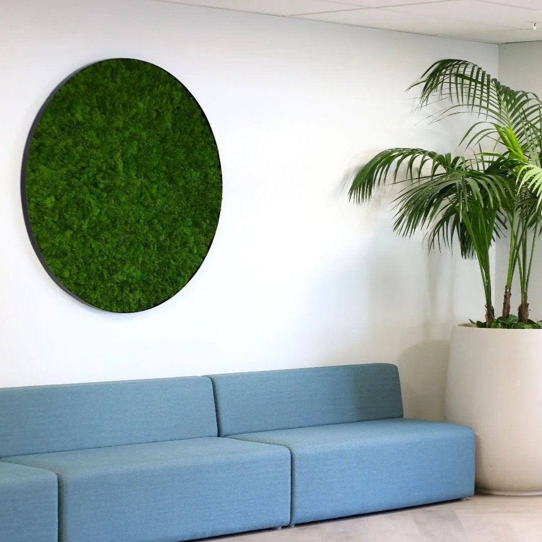 Un canapé bleu clair, une grande plante en pot blanc, et un mur blanc avec une décoration en mousse verte ronde.