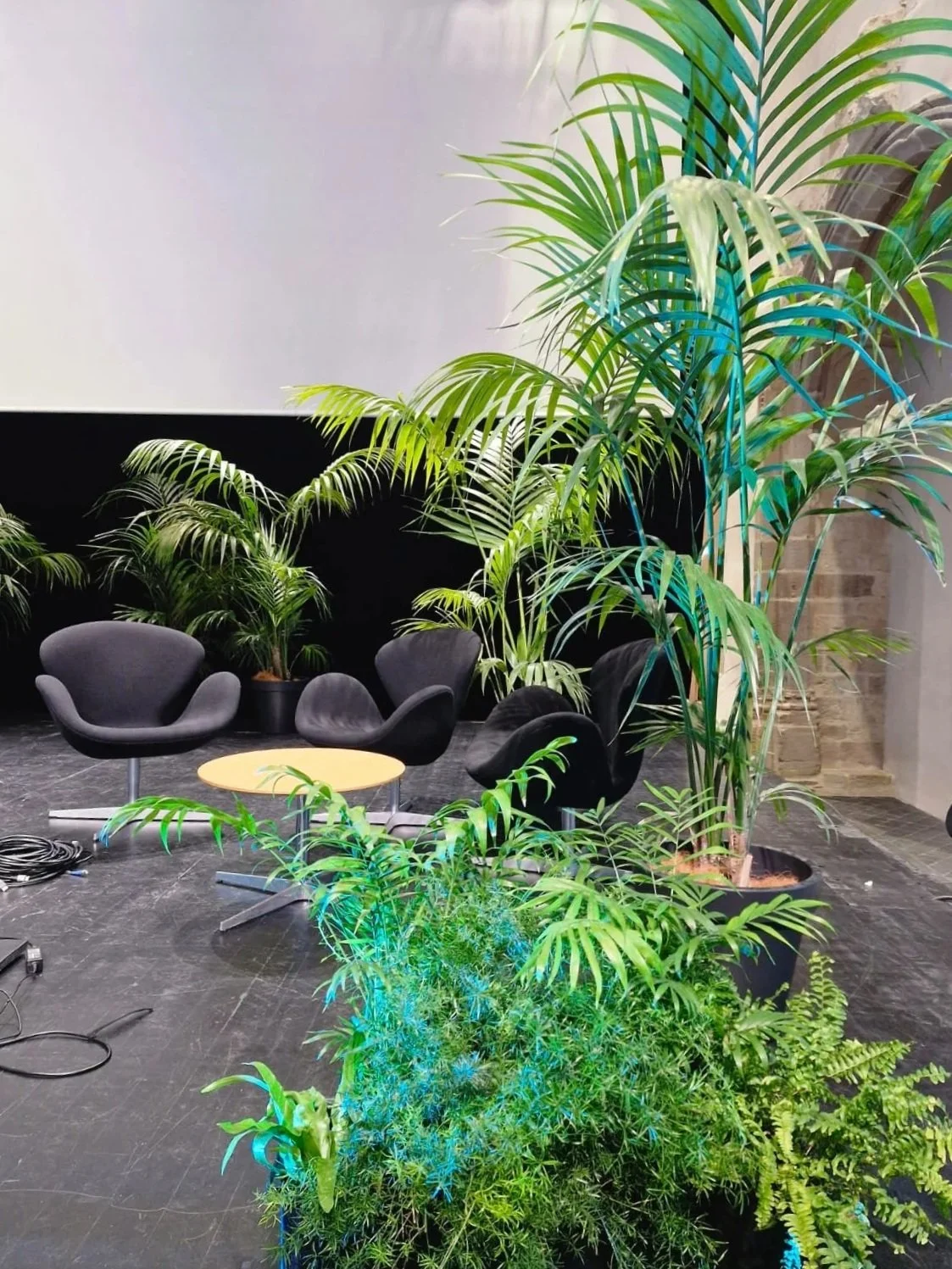 Intérieur d'un espace avec plusieurs plantes vertes, fauteuils noirs et une petite table ronde en bois.