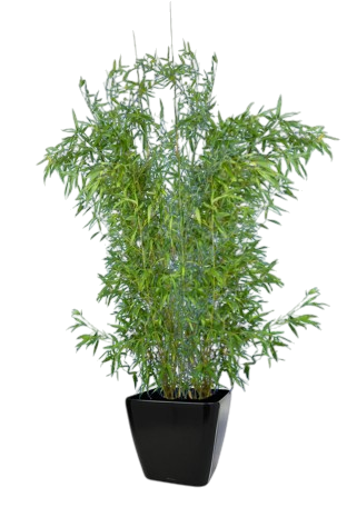 Une plante d'extérieur bambou dans un pot noir.