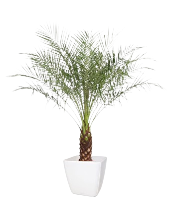 Une plante d'intérieur Palmier Phoenix Roebelinii dans un pot blanc.