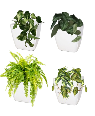 Quatre plantes en pots blancs avec des plantes d'intérieur retombantes