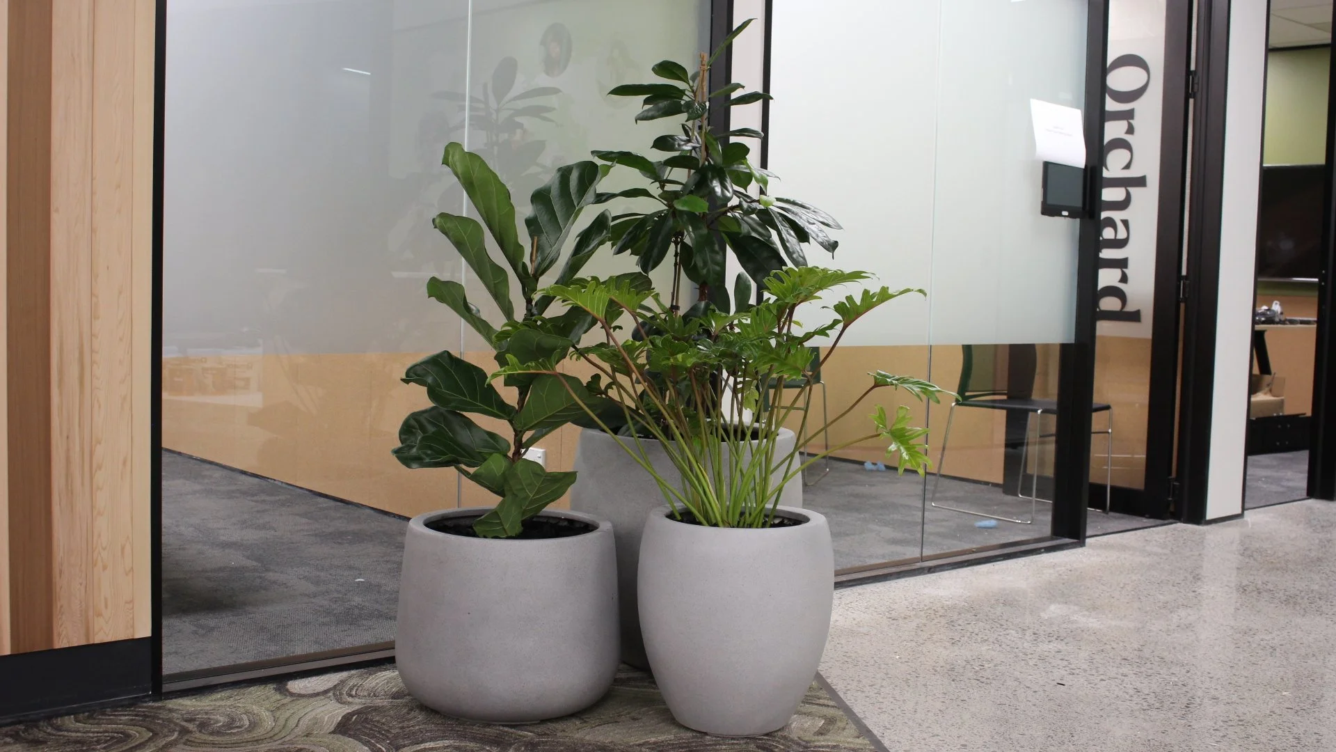 Trois pots de fleurs contenant des plantes vertes à l'entrée d'une salle de conférence ou d'un bureau, avec un mur en verre transparent derrière.