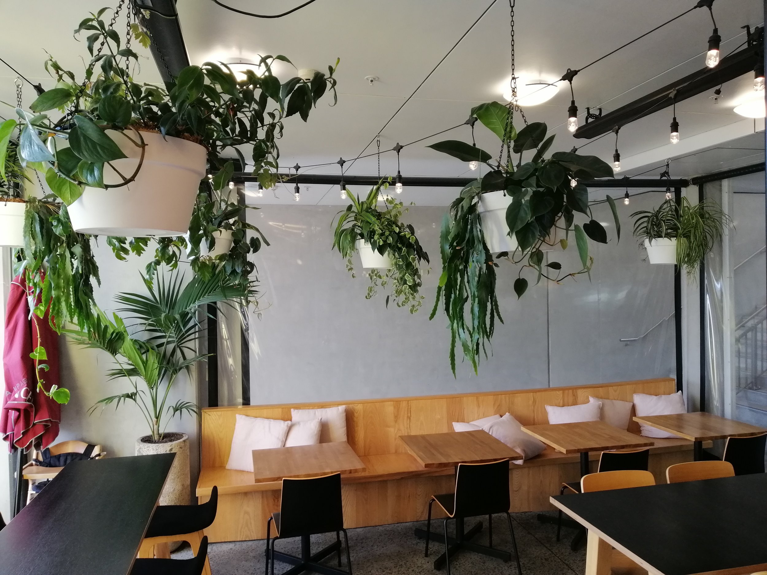 Une salle intérieure décorée de nombreuses plantes en pot suspendues ou placées sur des étagères, avec des tables en bois, des chaises noires et des coussins blancs, éclairée par des ampoules suspendues et des plafonniers.