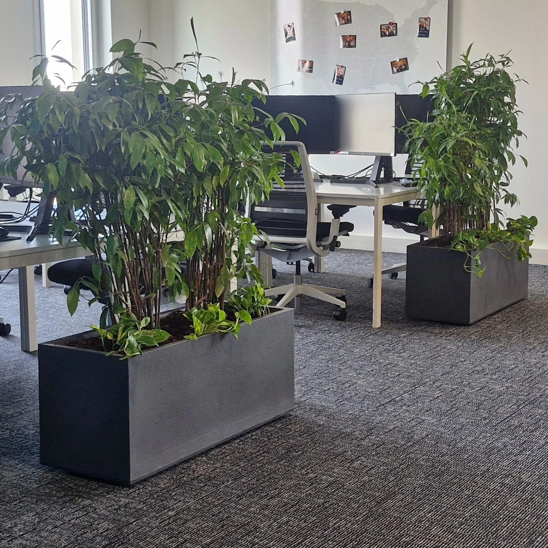 Un espace de bureau avec deux grandes plantes dans des pots gris, un bureau avec deux écrans d'ordinateur et une chaise ergonomique. Sur le mur, il y a des photos en cadre disposées en arc.
