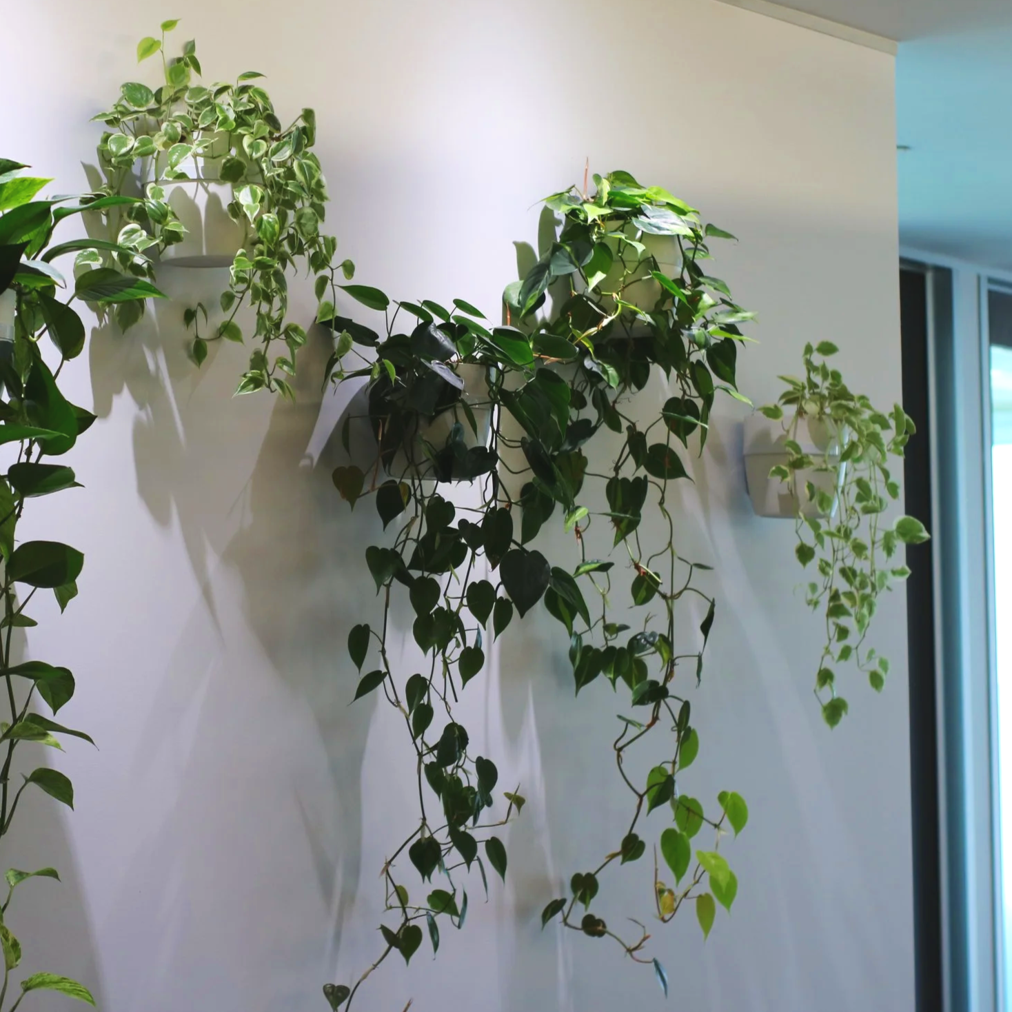 Plantes d'intérieur suspendues sur un mur blanc, avec une porte en arrière-plan.