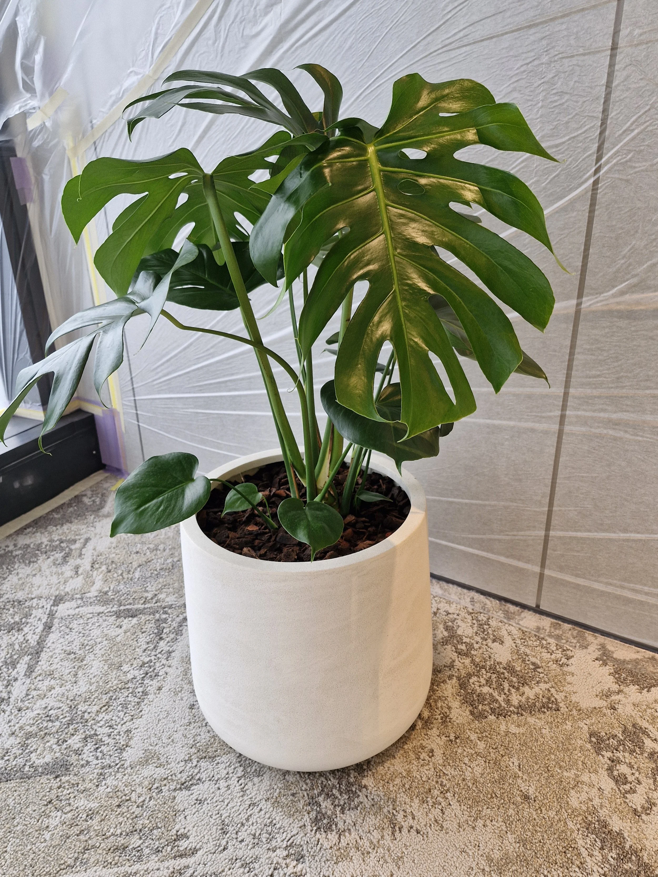 Une plante verte, probablement un monstera, en pot blanc, placée sur un tapis beige à poils longs, avec un mur en carrelage beige en arrière-plan.
