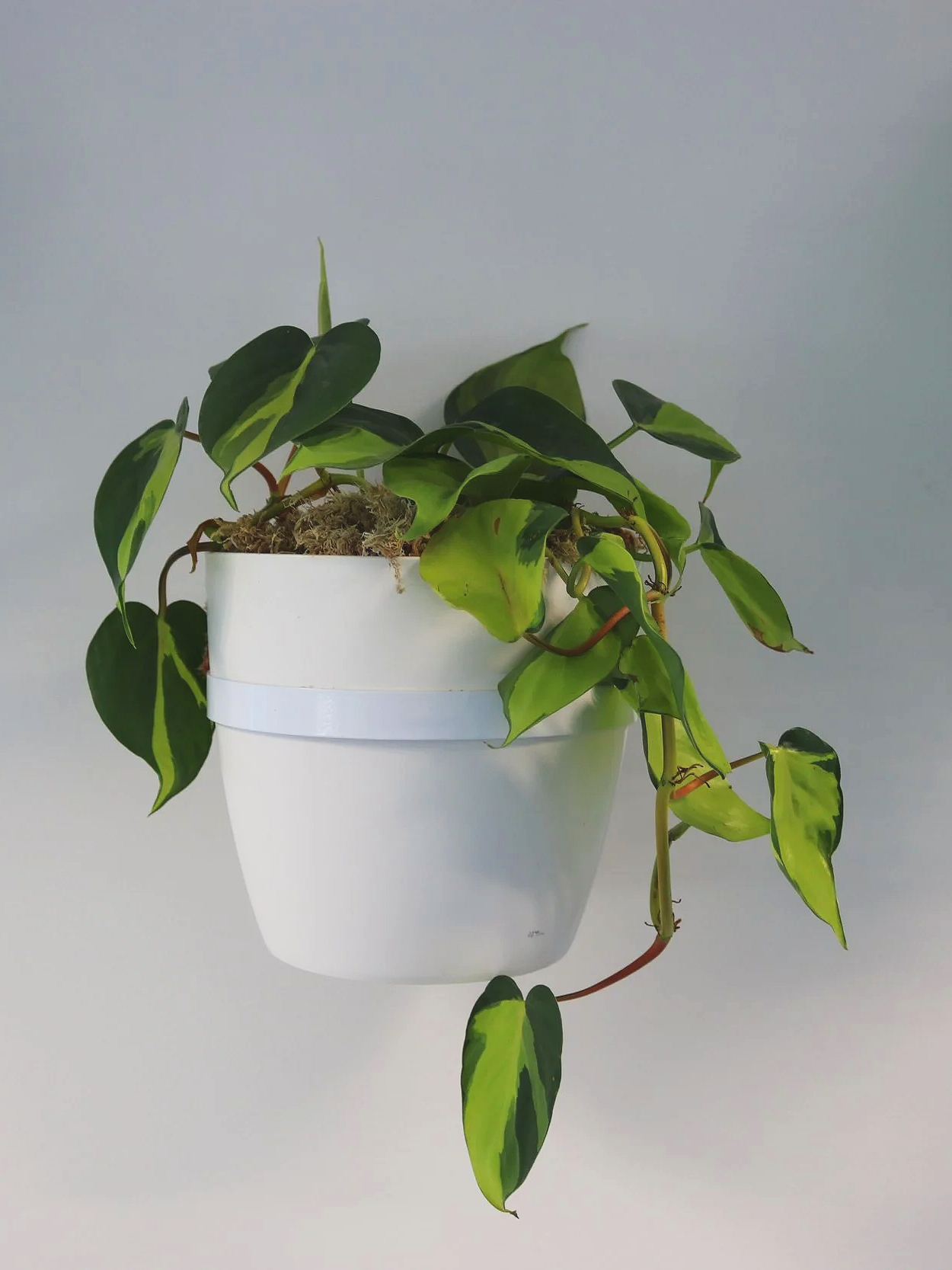 Une plante d'intérieur à feuilles vertes et jaunes dans un pot blanc suspendu contre un fond gris clair.