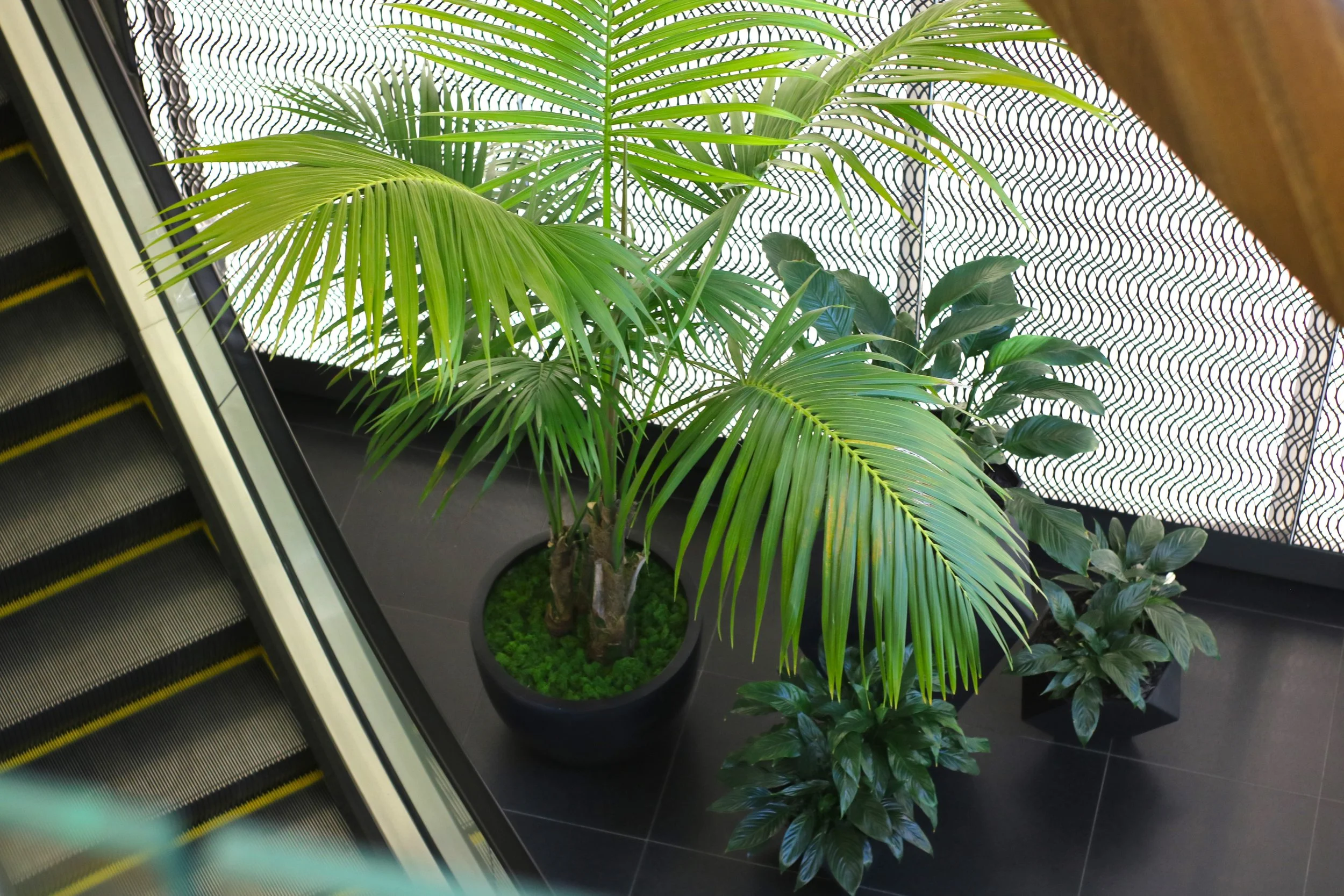 Plantes vertes dans un environnement intérieur près d'un escalator.