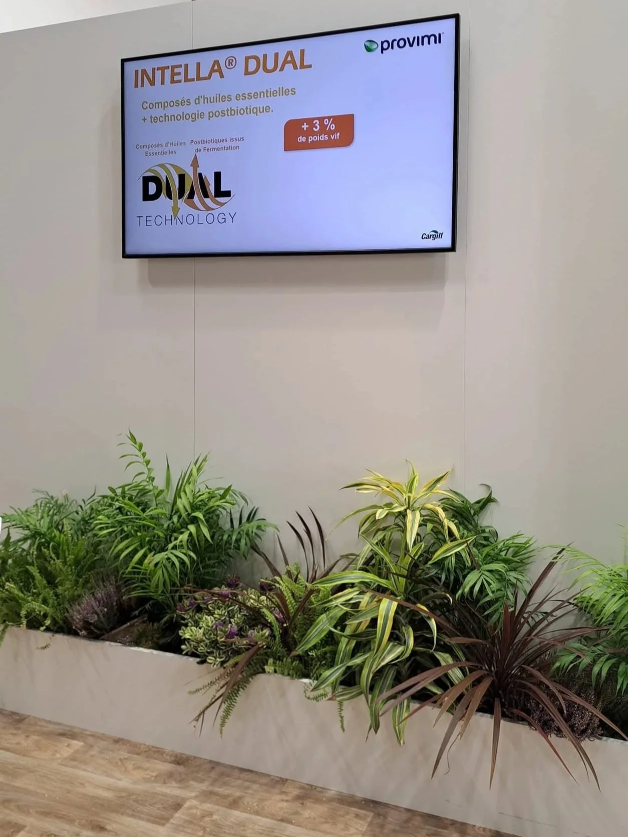 Une affiche numérique affichant une publicité pour le produit INTELLA DUAL, avec un fond blanc, des plantes vertes et une surface en bois en dessous.