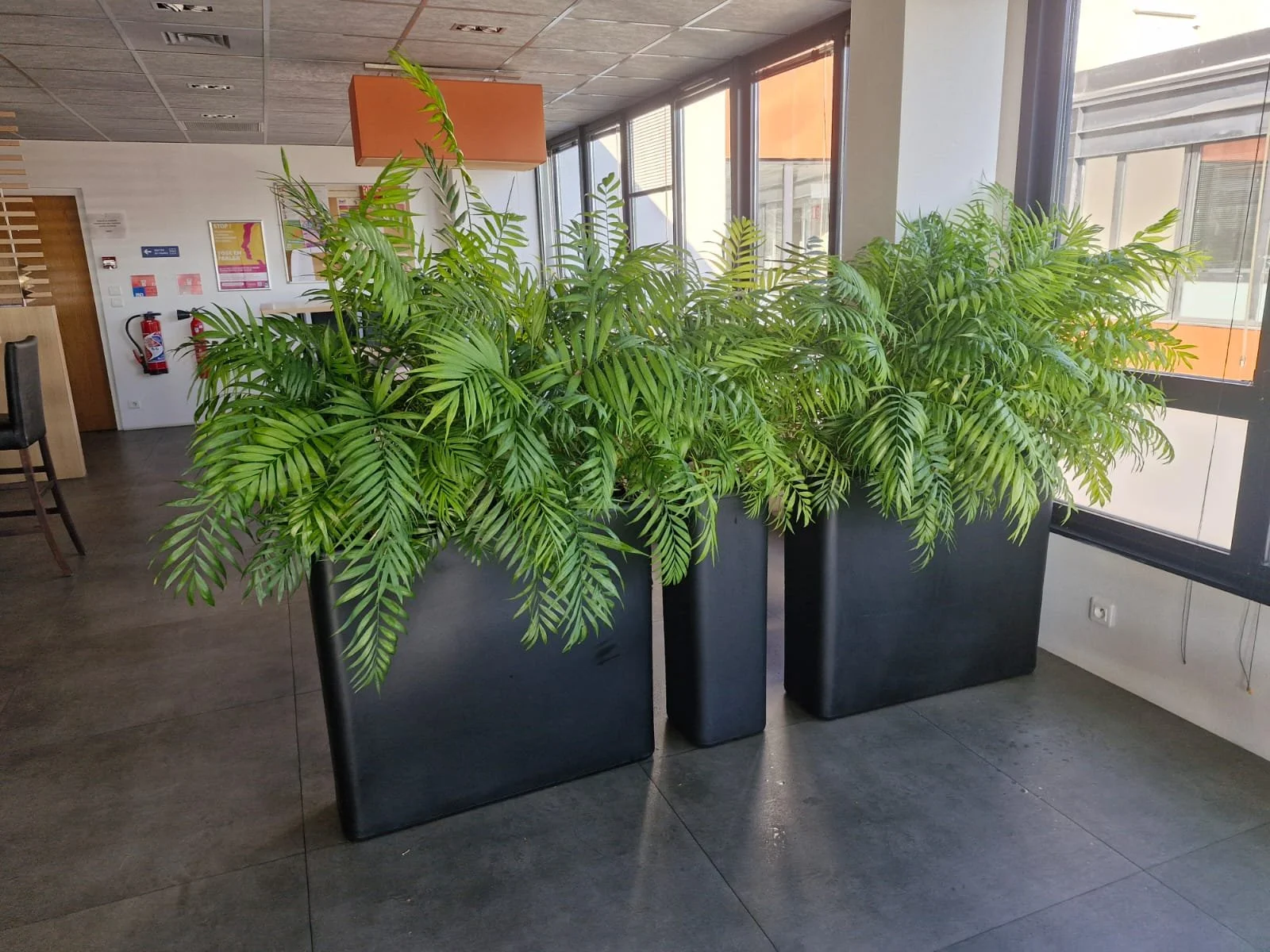 Trois grands pots noirs avec des plantes vertes tropicales à feuilles palmées dans un espace intérieur avec grandes fenêtres et une lumière naturelle abondante.