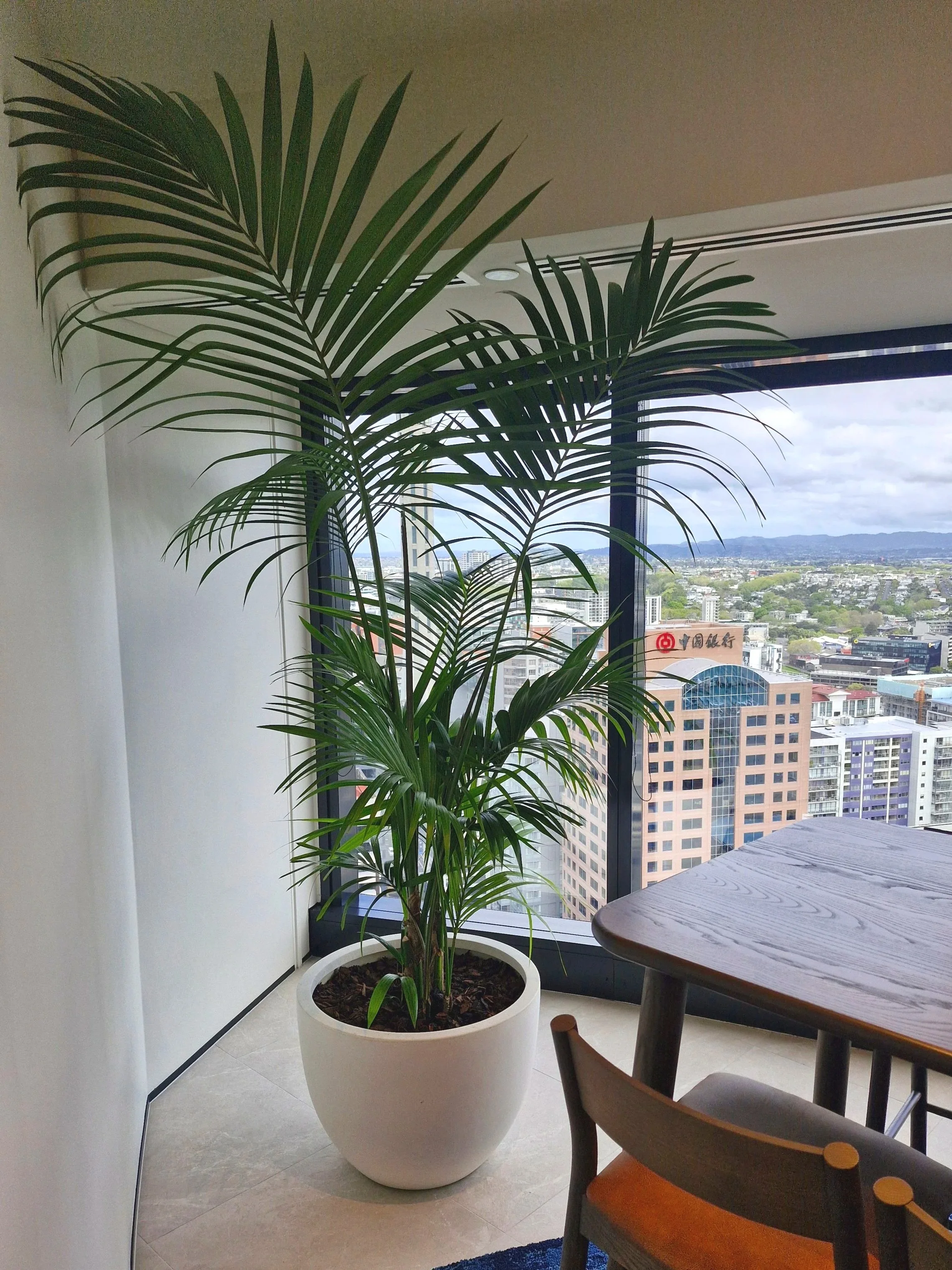Une plante d'intérieur verte dans un pot blanc, à côté d'une grande fenêtre offrant une vue sur le ciel et des immeubles de ville, dans une pièce lumineuse avec un mur blanc et un mobilier en bois.
