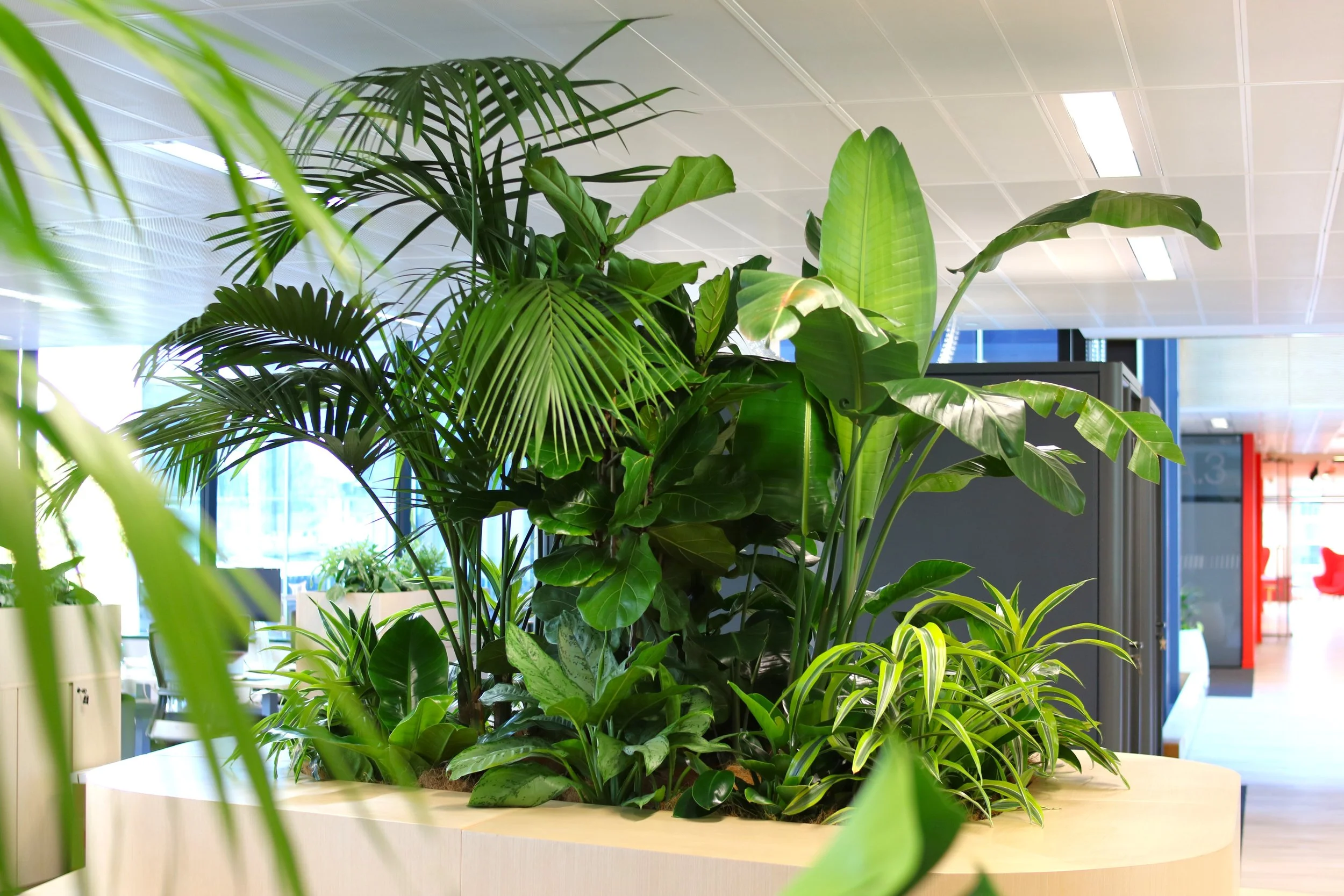 Plantes d'intérieur vertes sur une table dans un espace lumineux avec plafond en dalles et lumière fluorescent.