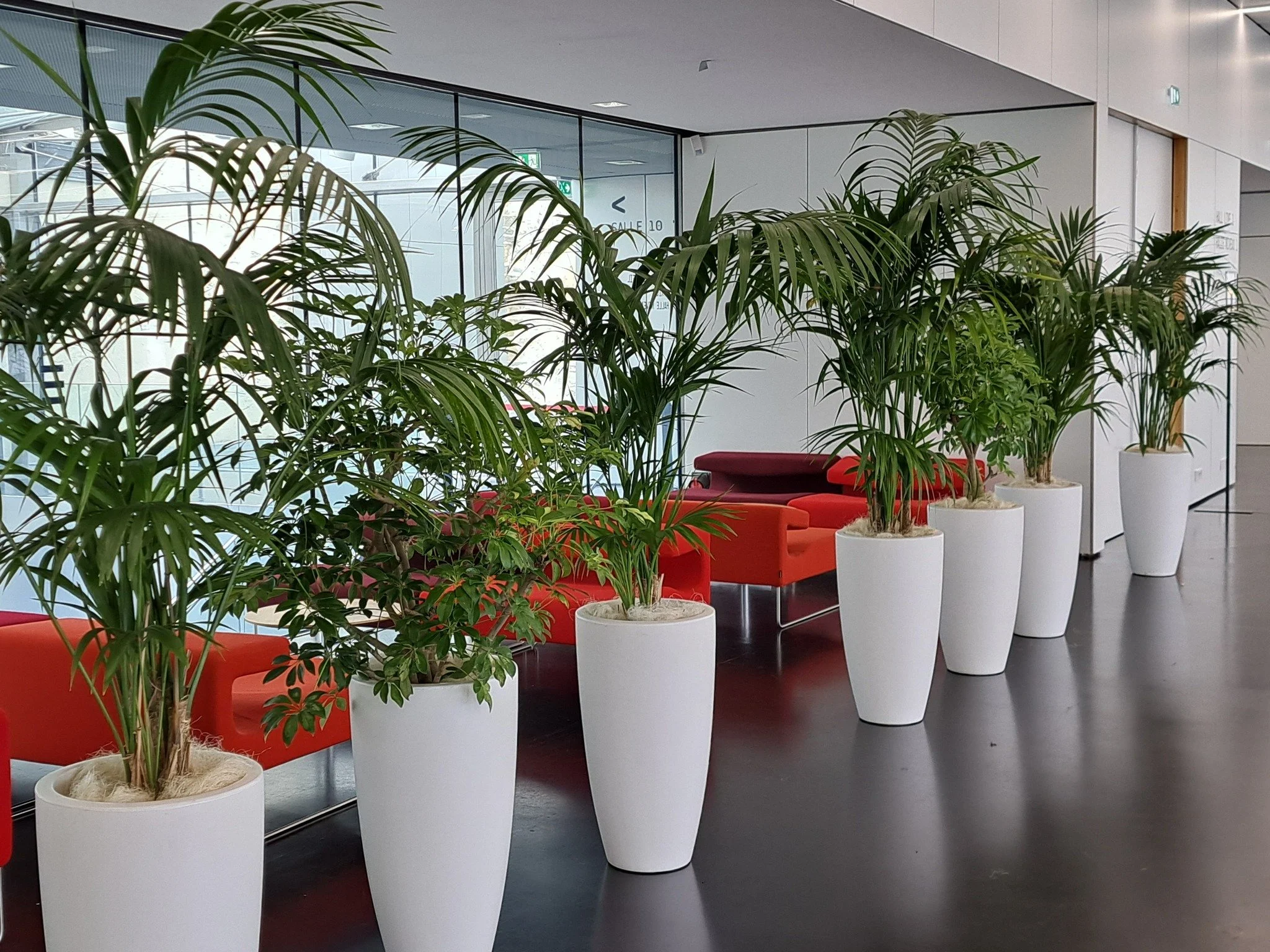 Plantes vertes dans des pots blancs dans un espace intérieur moderne avec mobilier orange, avec une vitre en arri E8re-plan et un mur blanc