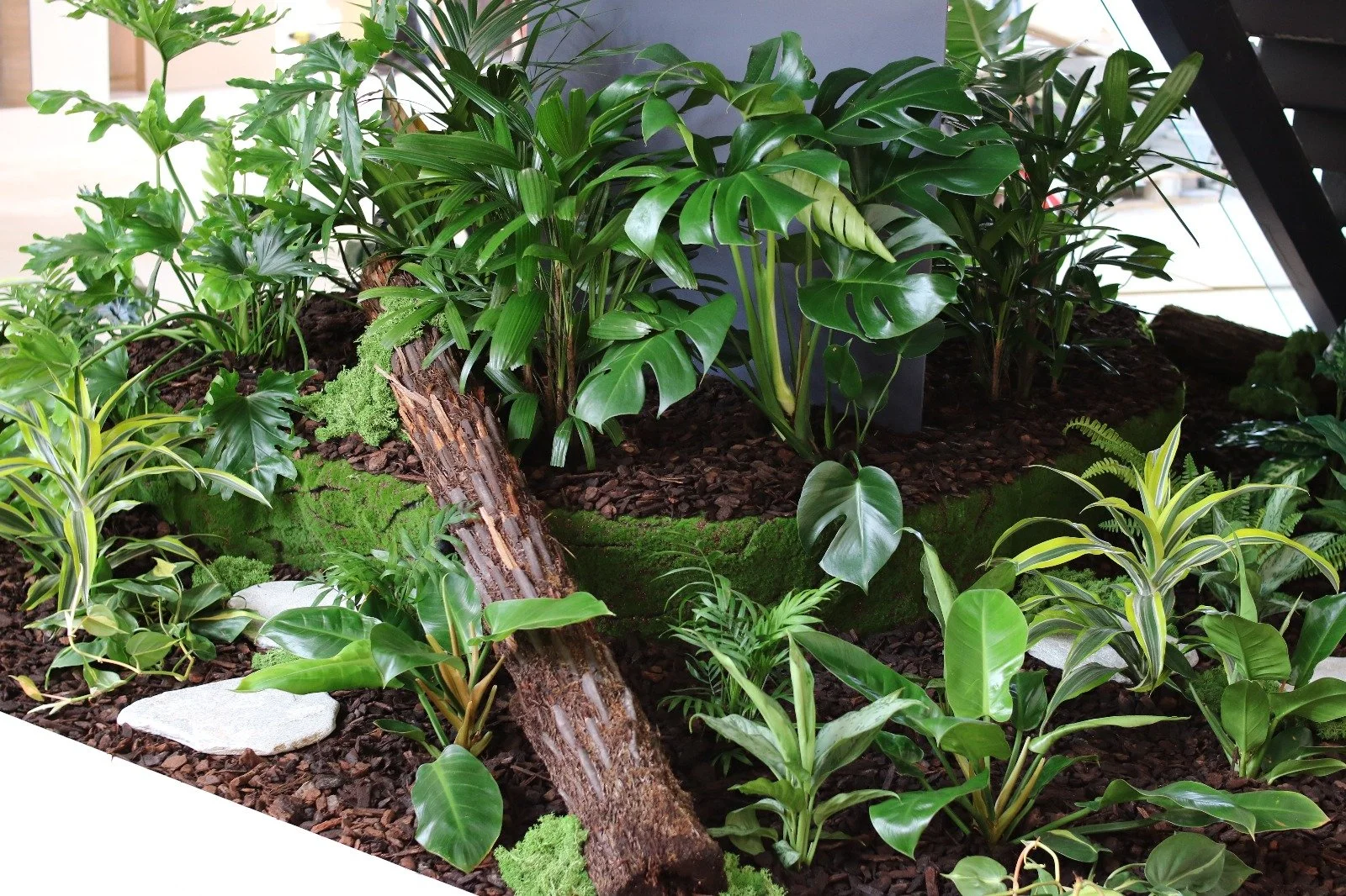 Un arrangement de plantes vertes dans un jardin intérieur