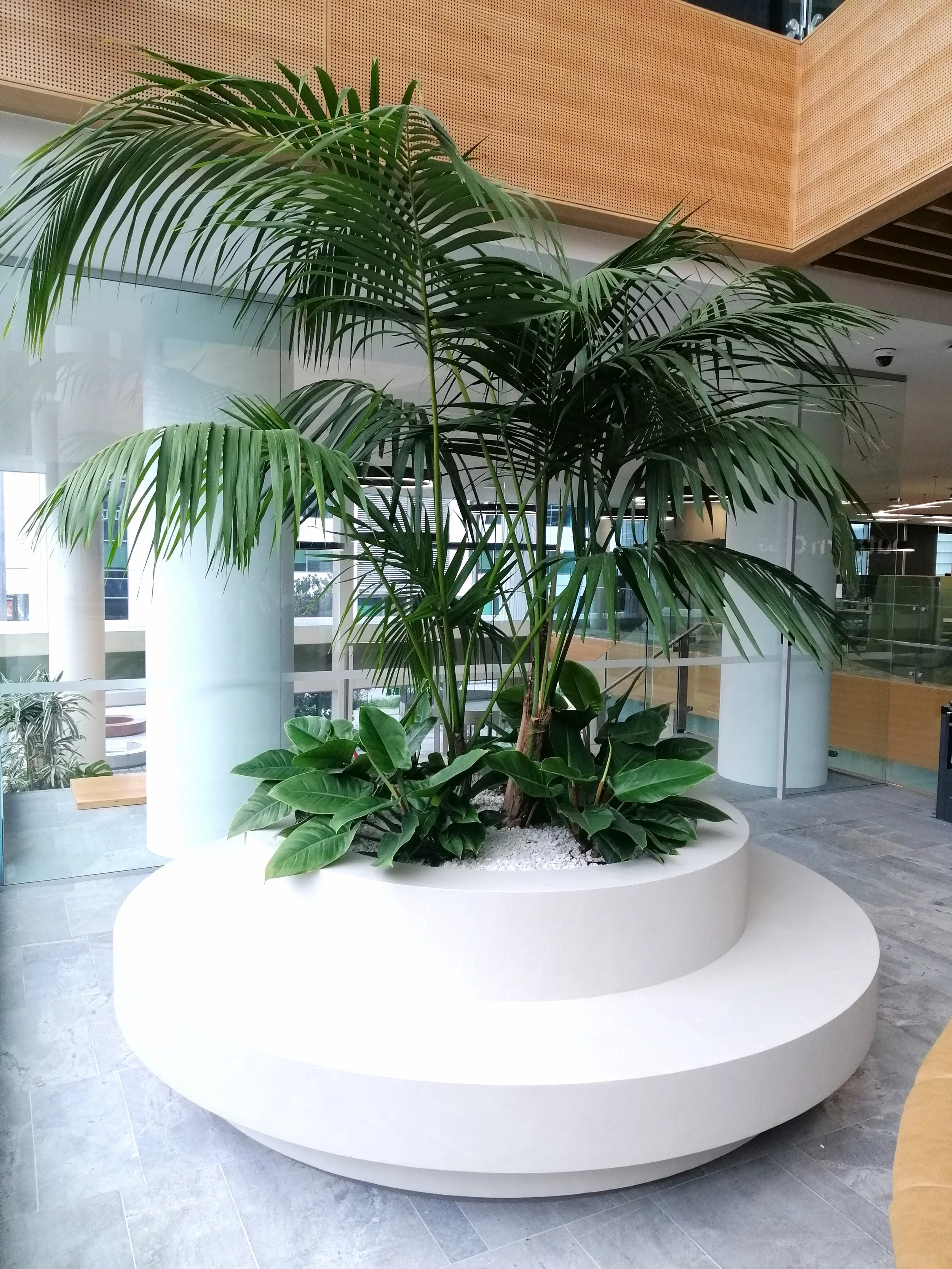 Plante verte dans un grand pot blanc rond dans un hall d'entrée moderne avec des murs en bois et beaucoup de lumière naturelle.
