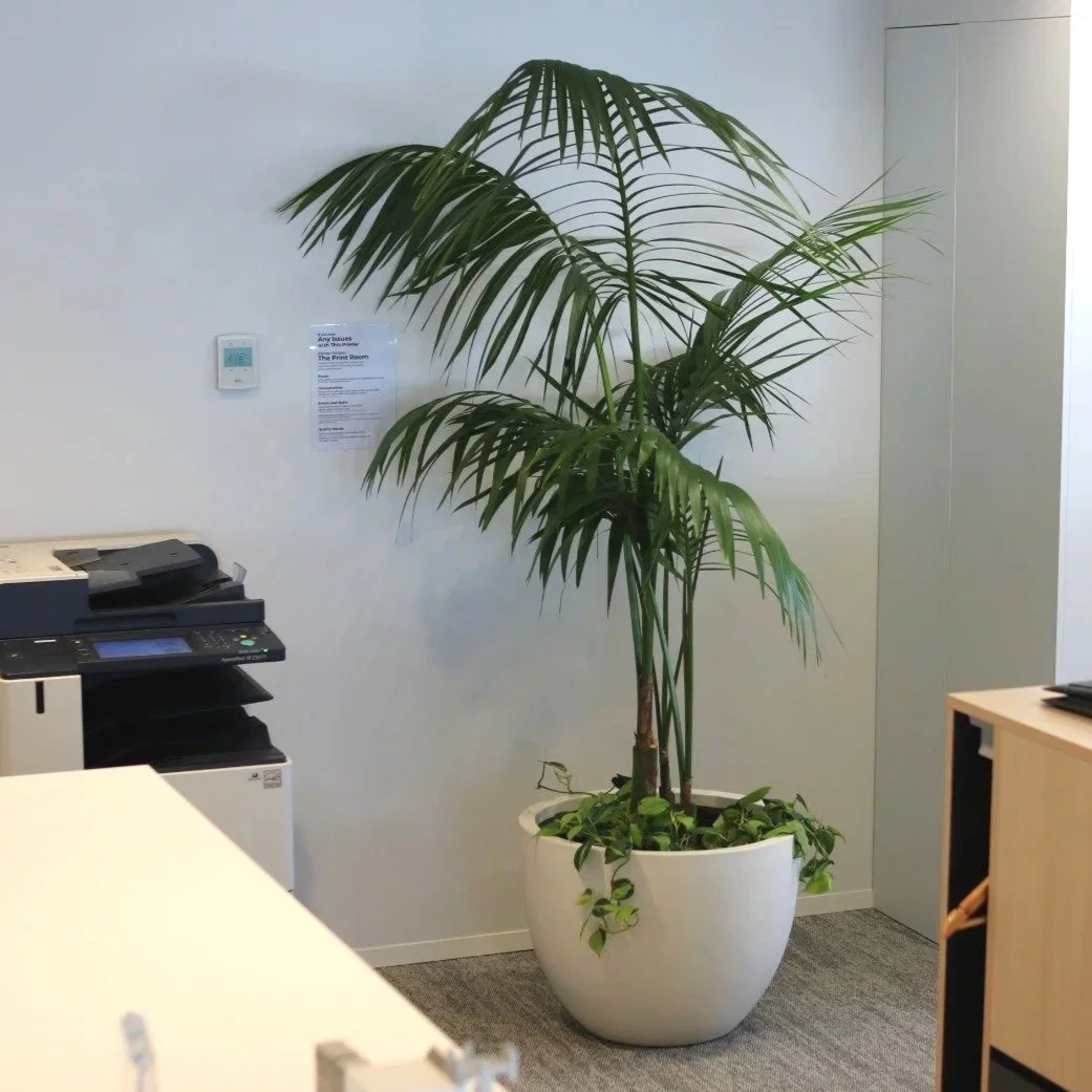 Une grande plante verte en pot blanc dans un bureau