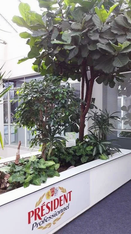 Plateau de plantes vertes avec diverses espèces de fougères et arbres d'intérieur dans un espace moderne