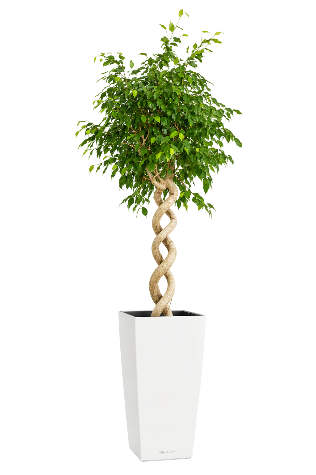 Une plante d'intérieur ficus tressé dans un pot blanc.