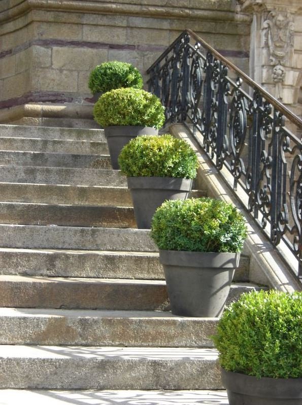 Escalier en pierre avec cinq grands pots de plantes boules vertes alignés sur le côté, avec une rampe en fer forgé noire et un bâtiment en pierre en arrière-plan.