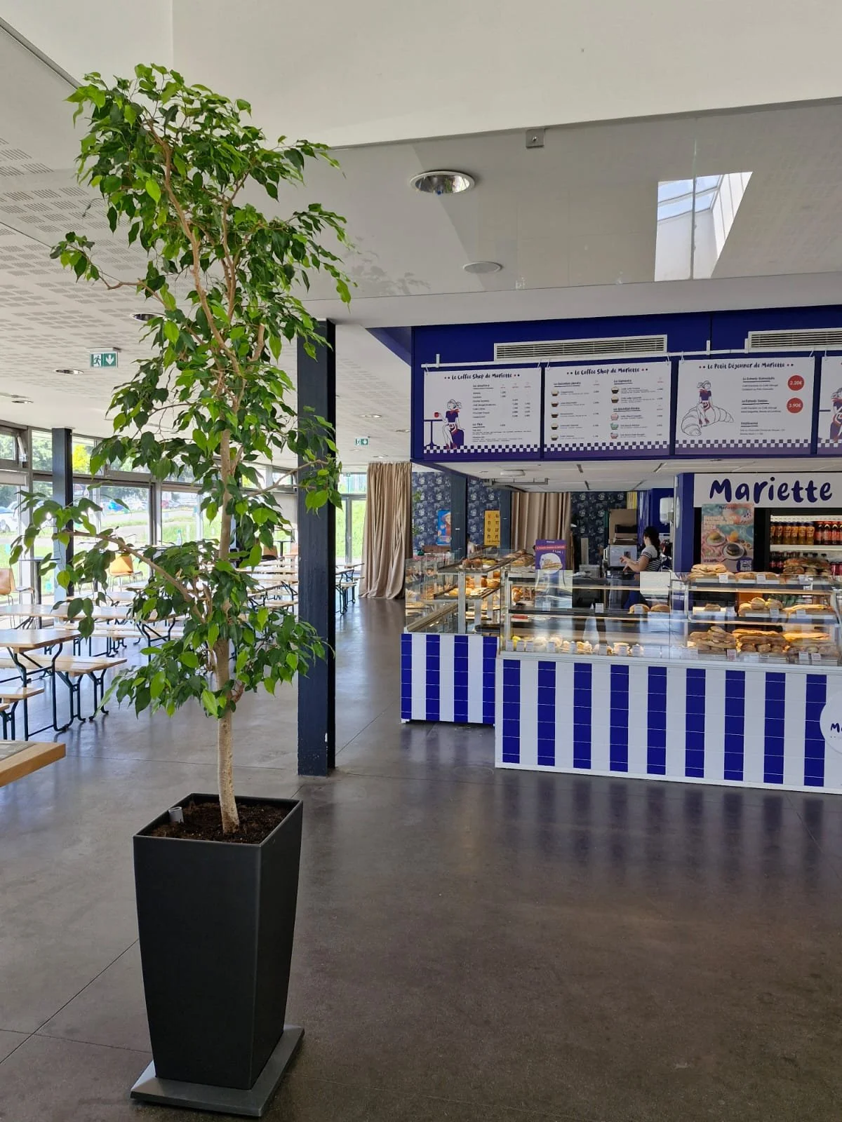 Intérieur d'une cafétéria ou d'un espace restauration avec un arbre en pot au premier plan. On voit des comptoirs de vente de snacks et boissons, un menu au mur, et quelques tables et chaises dans l'espace.